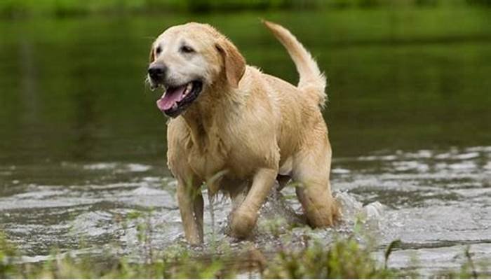 How to Keep Your Dog Smelling Fresh Between Baths