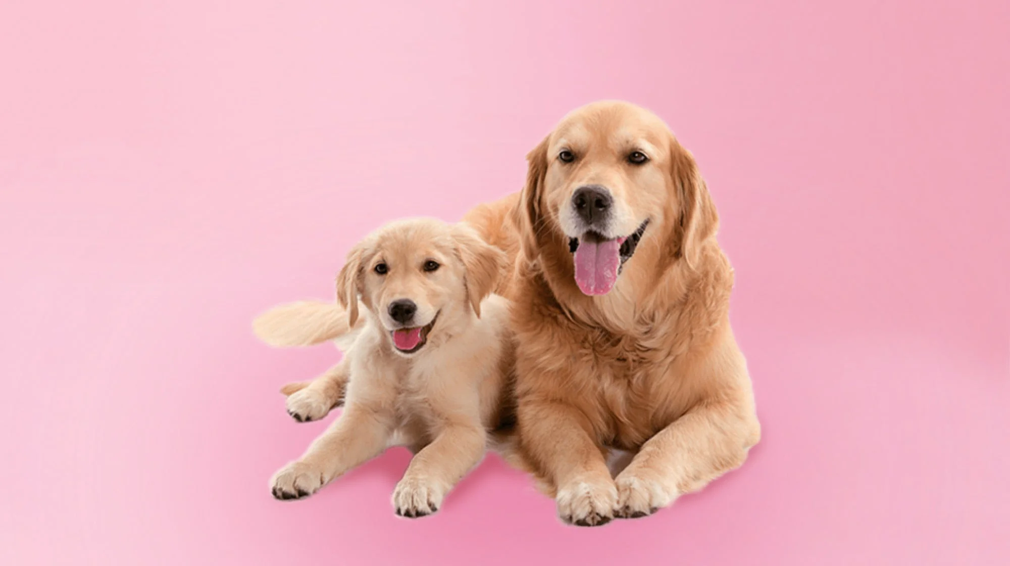 How to Safely Groom Pregnant or Nursing Pets