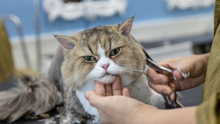 How to Introduce Haircuts to a Cat for the First Time