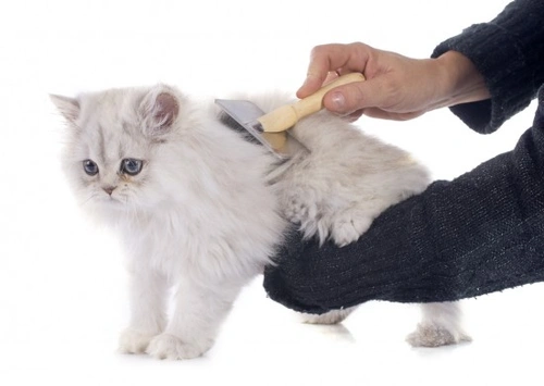 How to Groom Flat-Faced Breeds Like Pugs and Persians