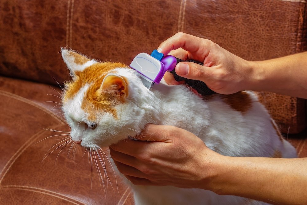 The Ultimate Guide to Dealing With Cat Dandruff