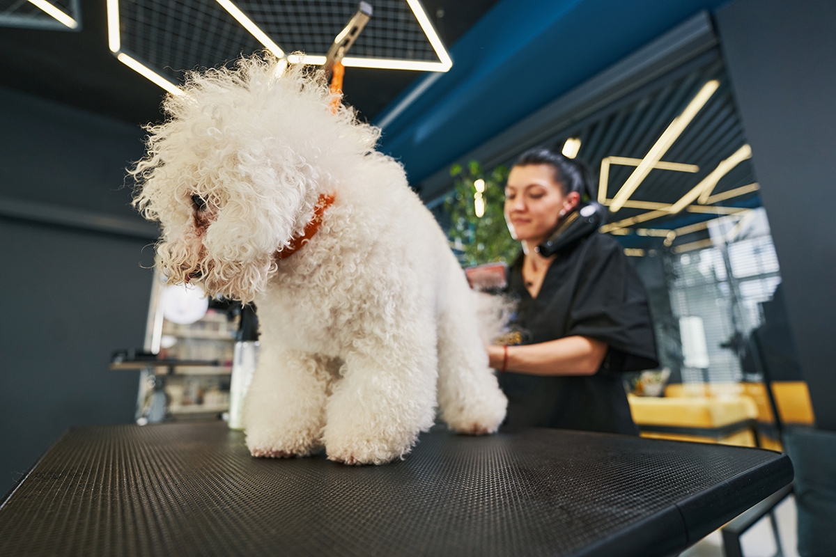 fluffy-white-poodle-visiting-pet-grooming-salon-2023-11-27-04-51-43-utc.png