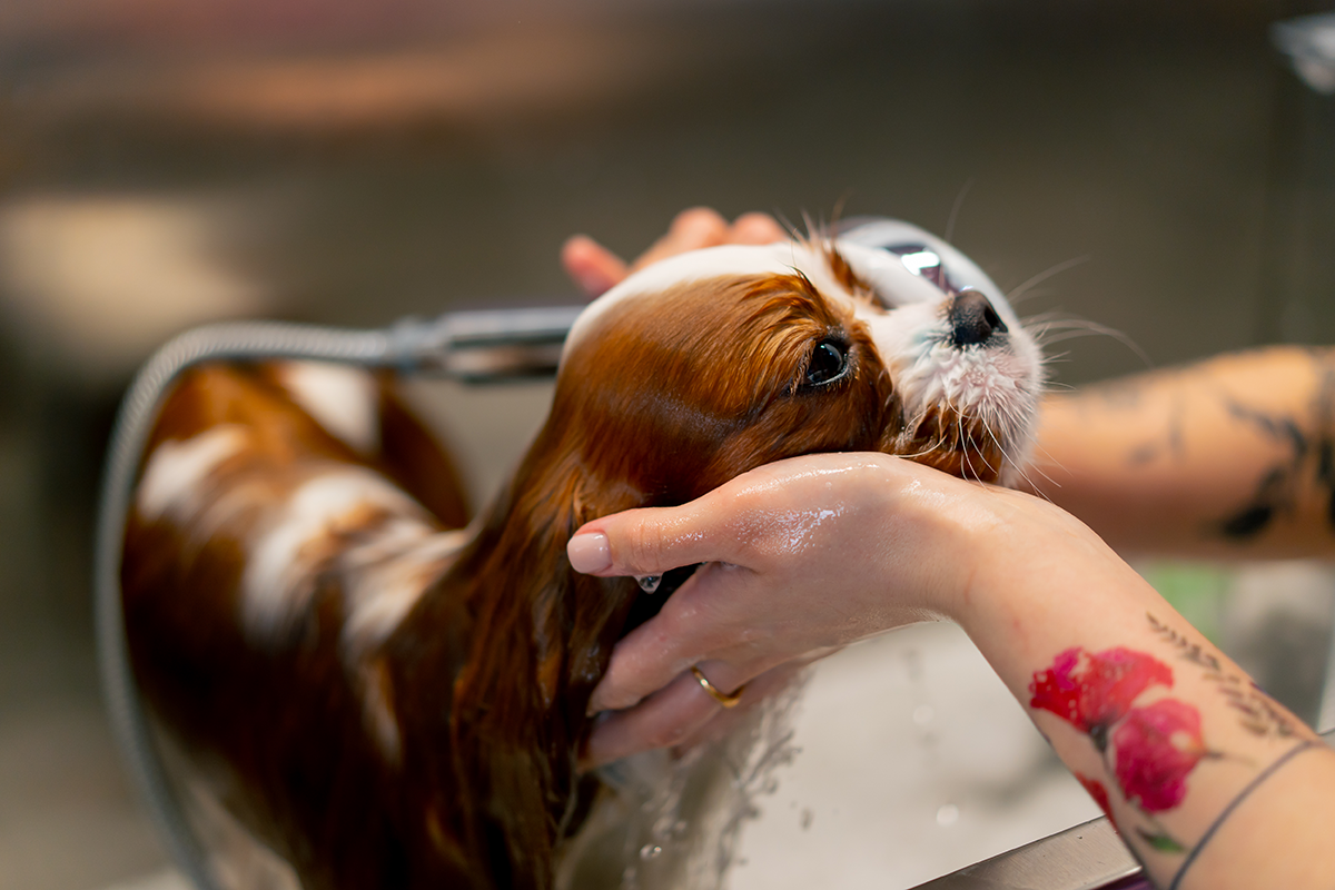 grooming-salon-a-small-king-spaniel-dog-a-groomer-2024-04-11-16-31-32-utc-(1).png