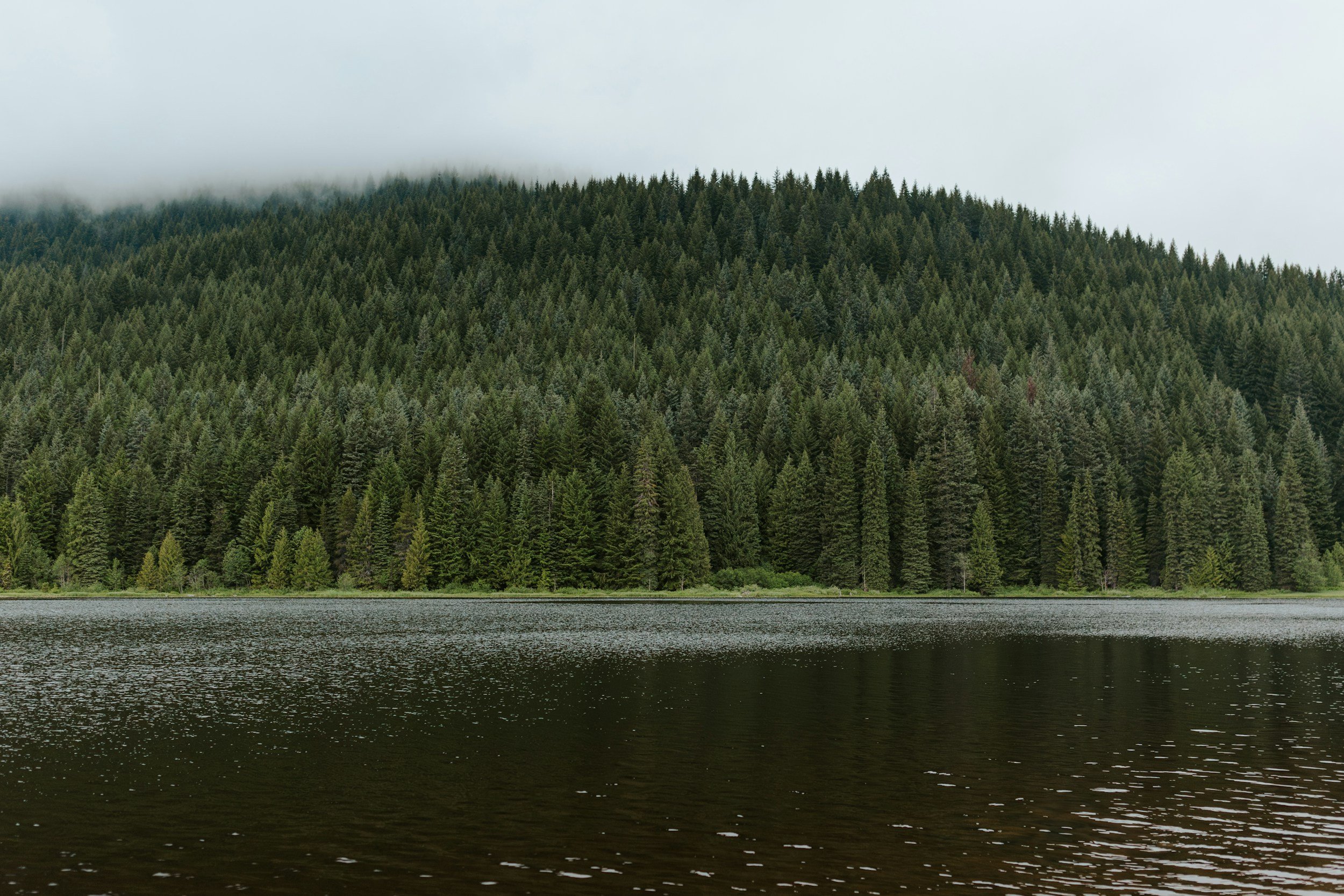 Evergreen forest beside calm water under low clouds.