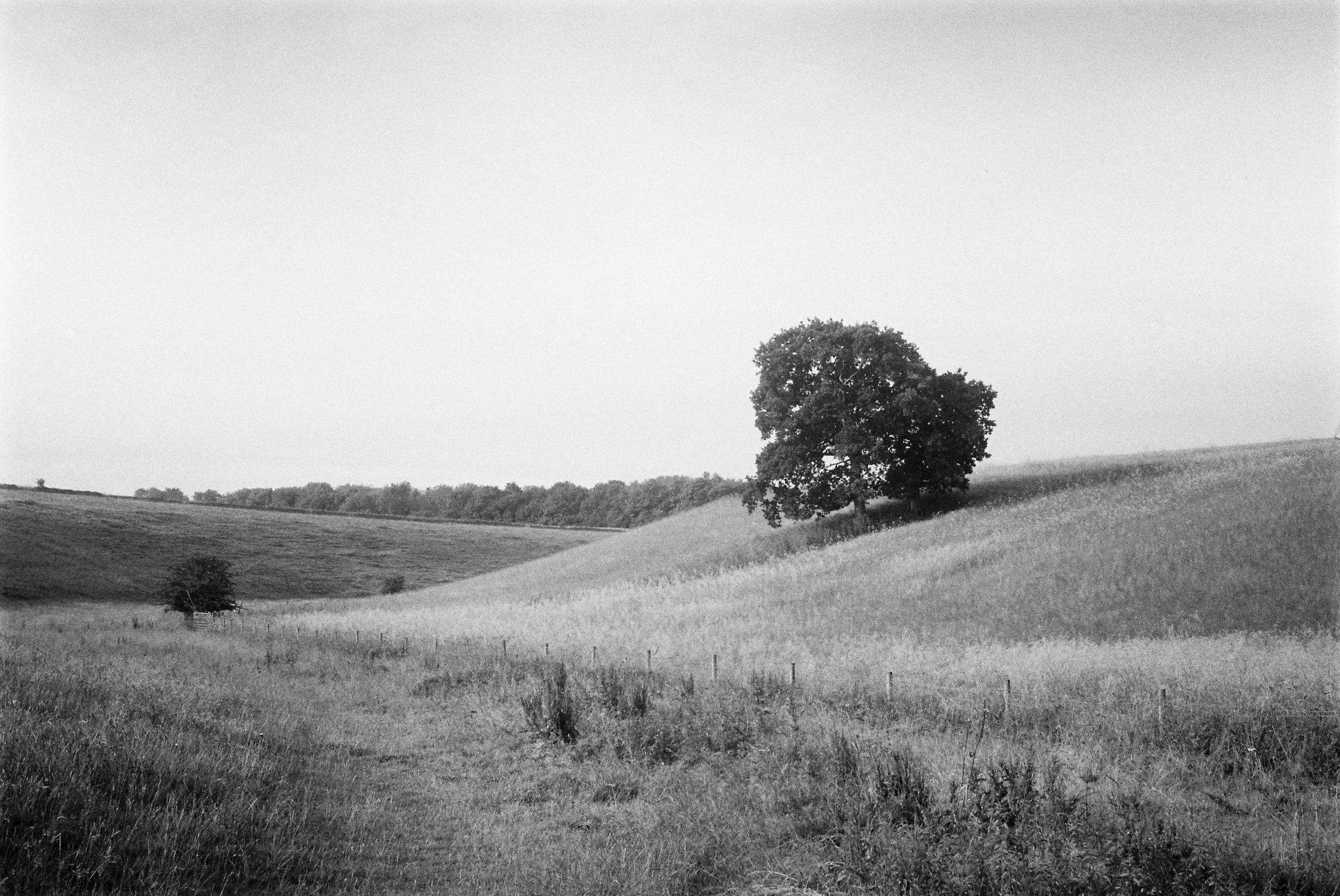 Kowa SE - Ilford HP5