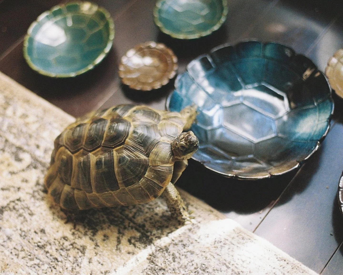 甲皿に手をかけて、目線はこっちで、はい ポーズ📸 キャンペーンタートル🐢🫶🏻
