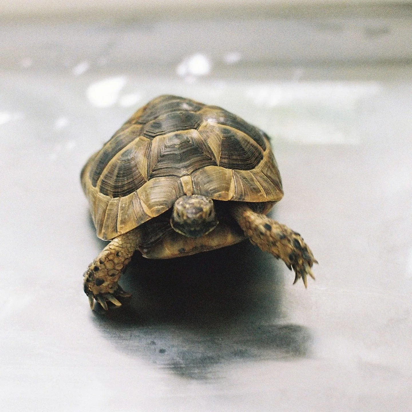 シャネちゃんフィルムで撮ると顔にピントが合わなくて残念📷🎞️🐢カメラに向かって突進してくるからね😓