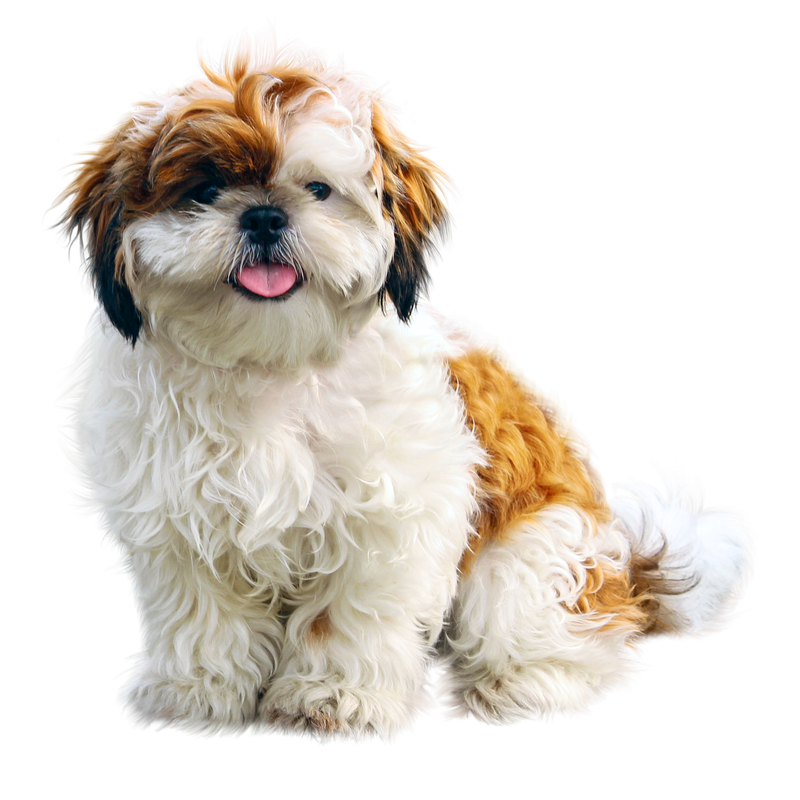 Cute fluffy Shih Tzu puppy with brown, white, and black fur, sitting and sticking out its tongue.