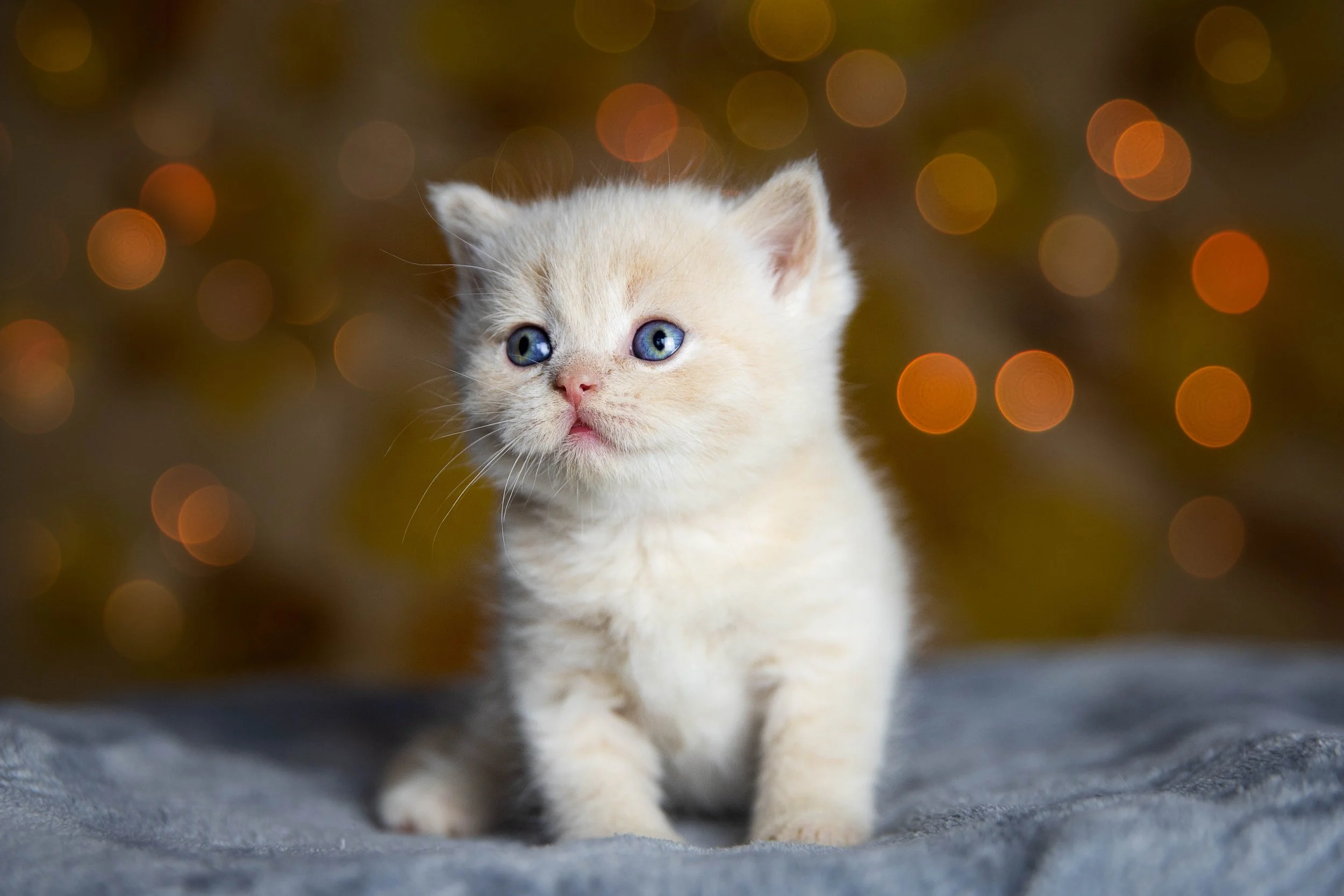A cute, cream-colored kitten with blue eyes sitting on a gray surface, with a blurred background of warm bokeh lights.