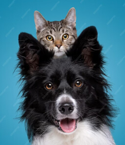 A gray tabby cat sitting behind a black and white dog with pointed ears against a blue background.