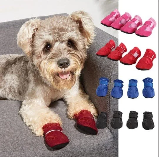 A dog with red socks on its front paws, sitting on a gray couch next to a collection of pink, red, blue, and black socks.