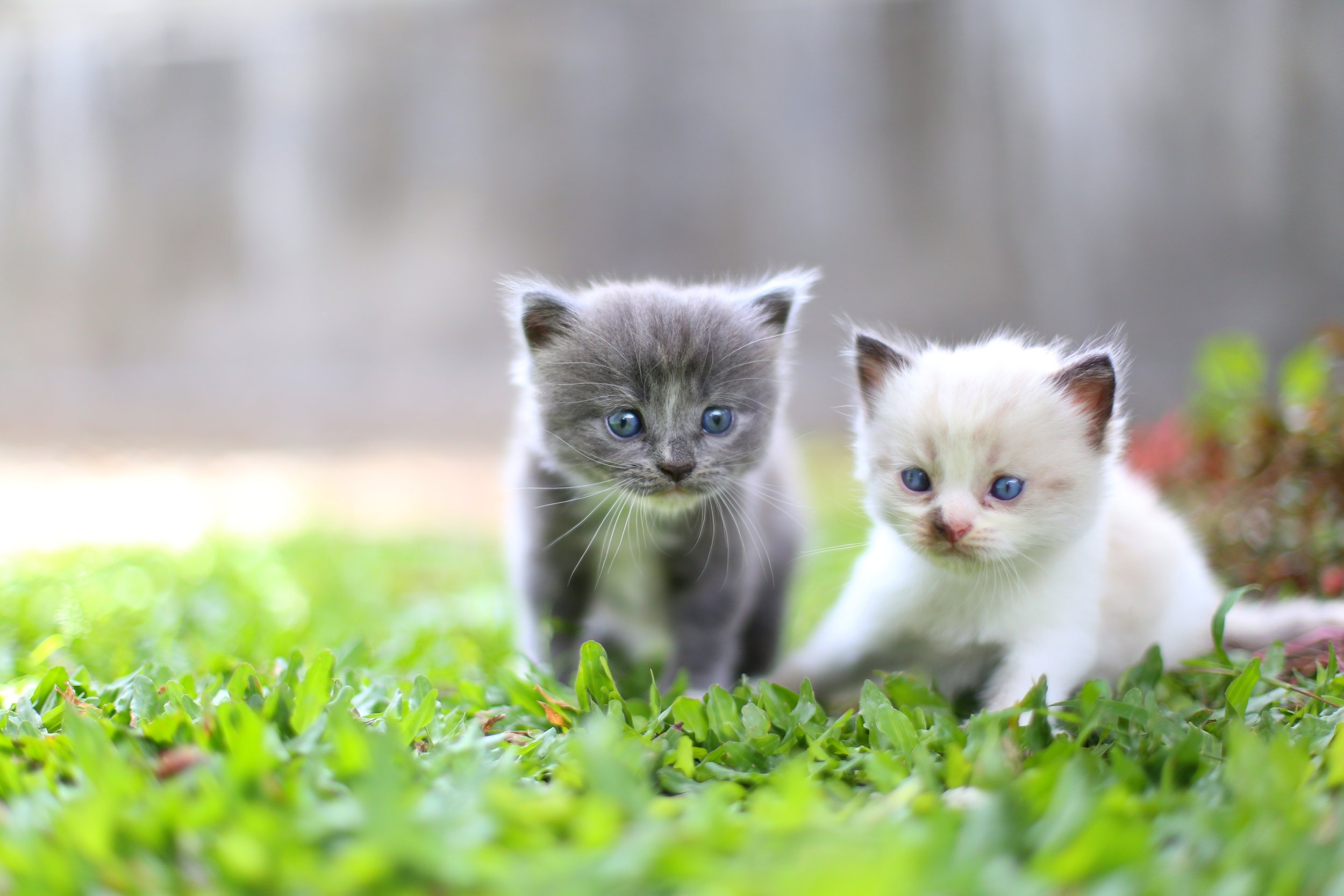 Two kittens, one gray and one white, walking on grass outdoors.