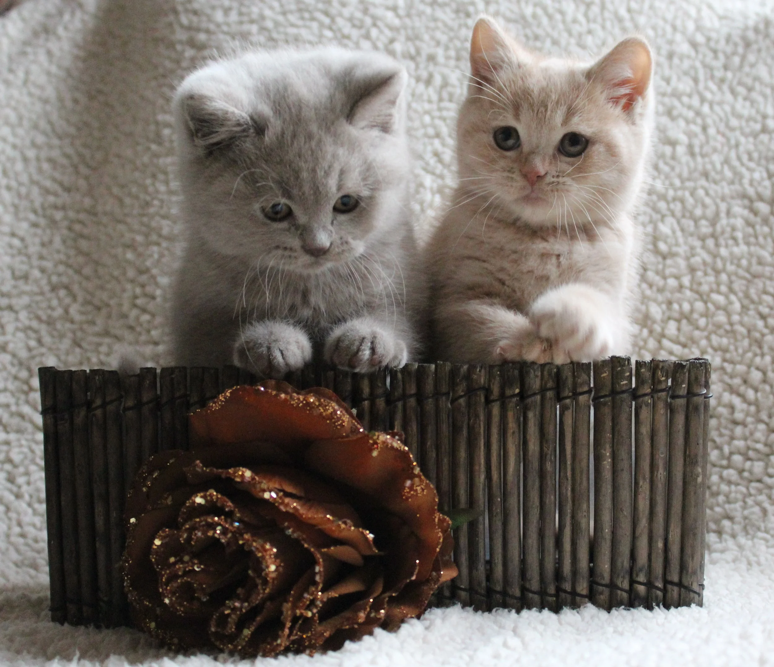 Two kittens, one gray and one orange, looking over a small decorative wooden fence with a large glittery brown flower in front, on a white textured background.