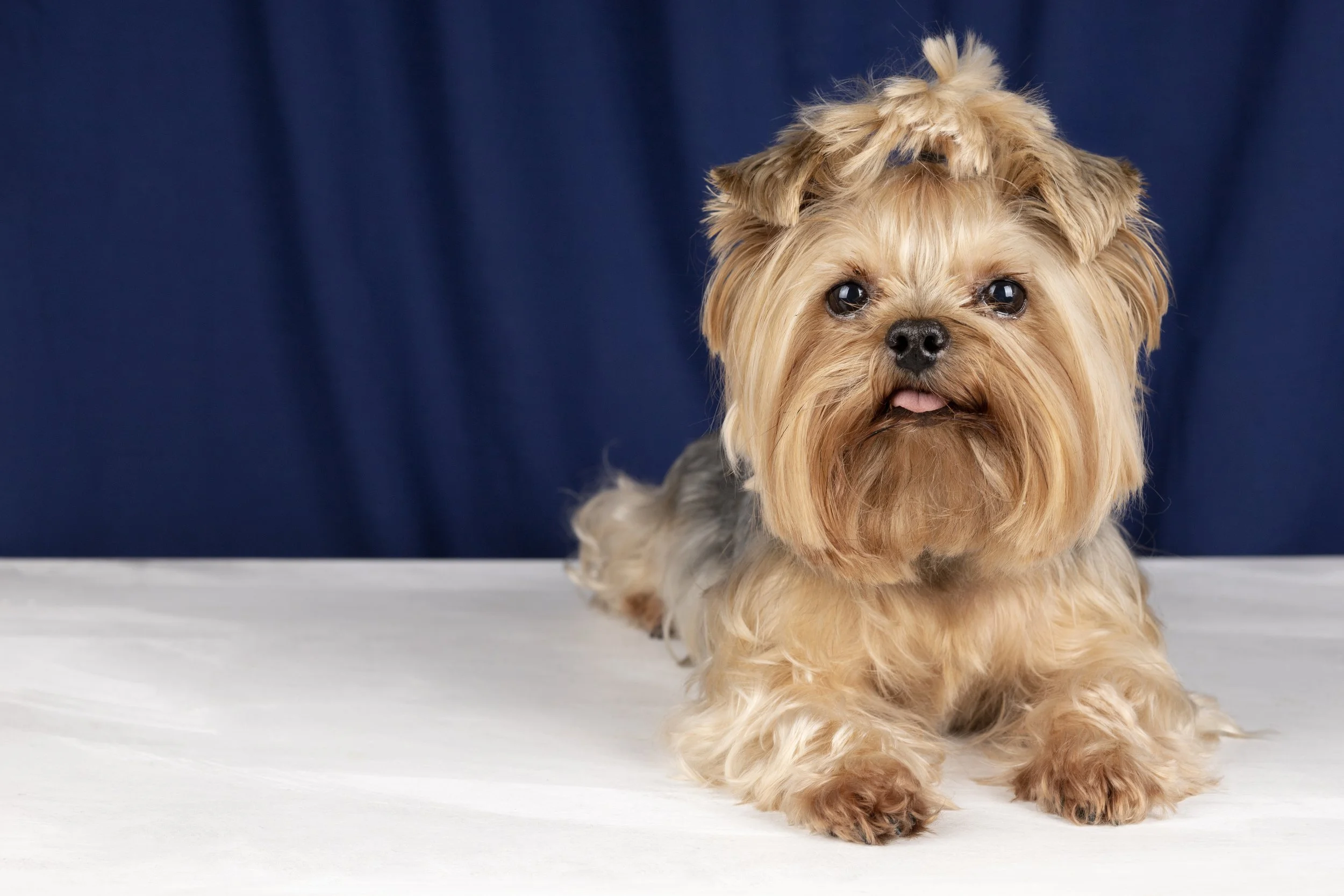 A cute, small, tan and gray dog lying on a white surface with a dark blue background.