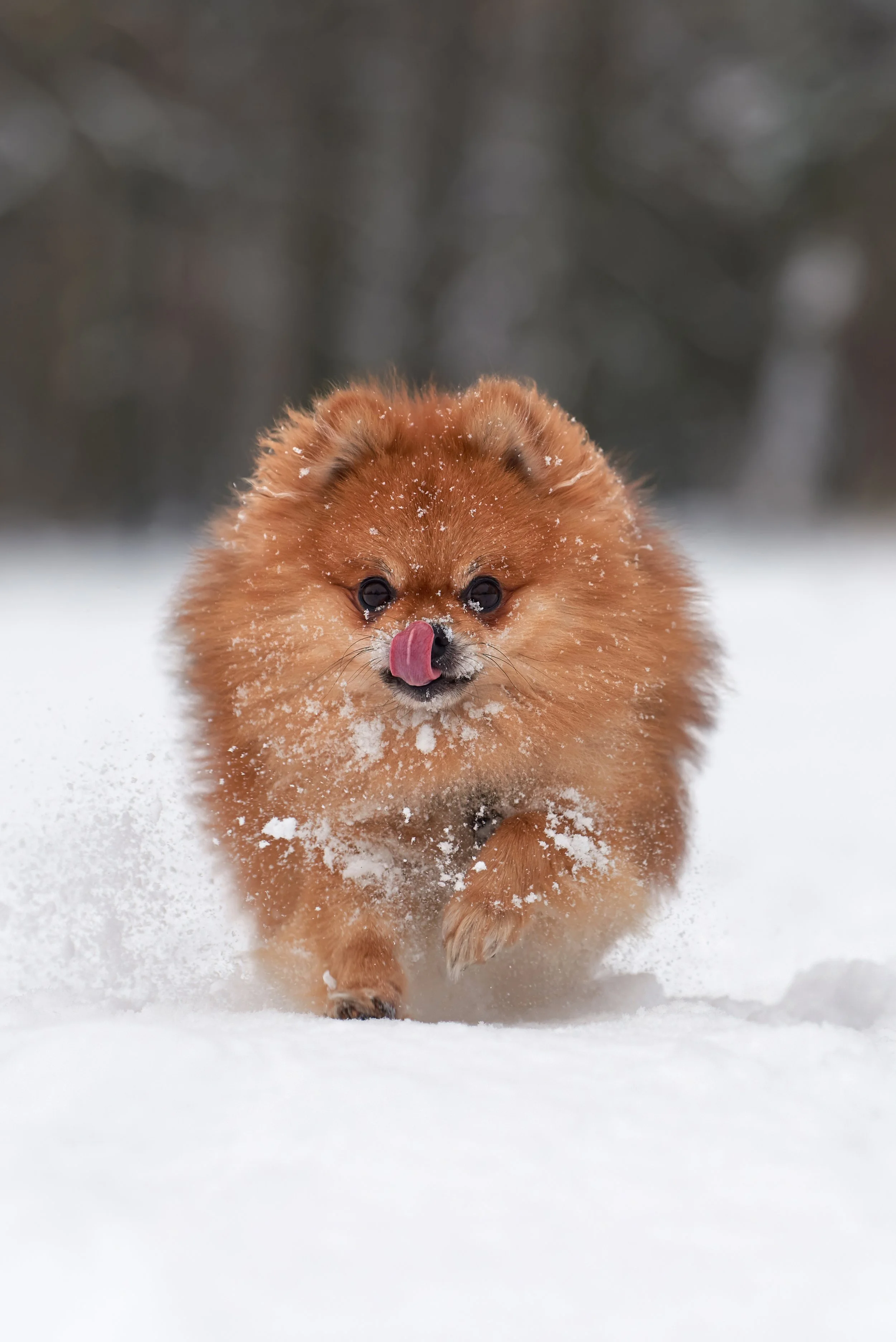 A small fluffy Pomeranian dog running through snow with snowflakes on its fur, tongue out, in a winter outdoor setting.