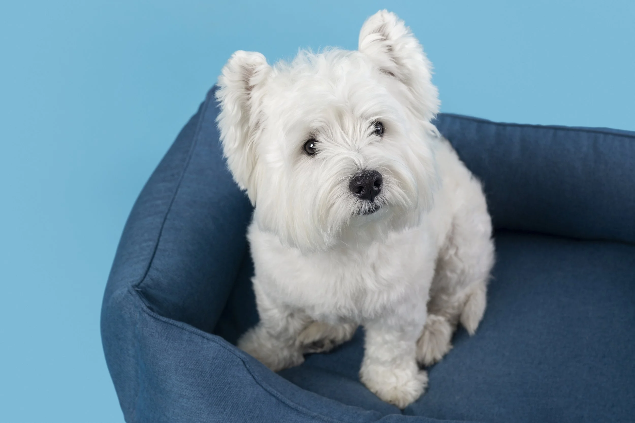 Cute white fluffy dog sitting on a blue pet bed against a blue background