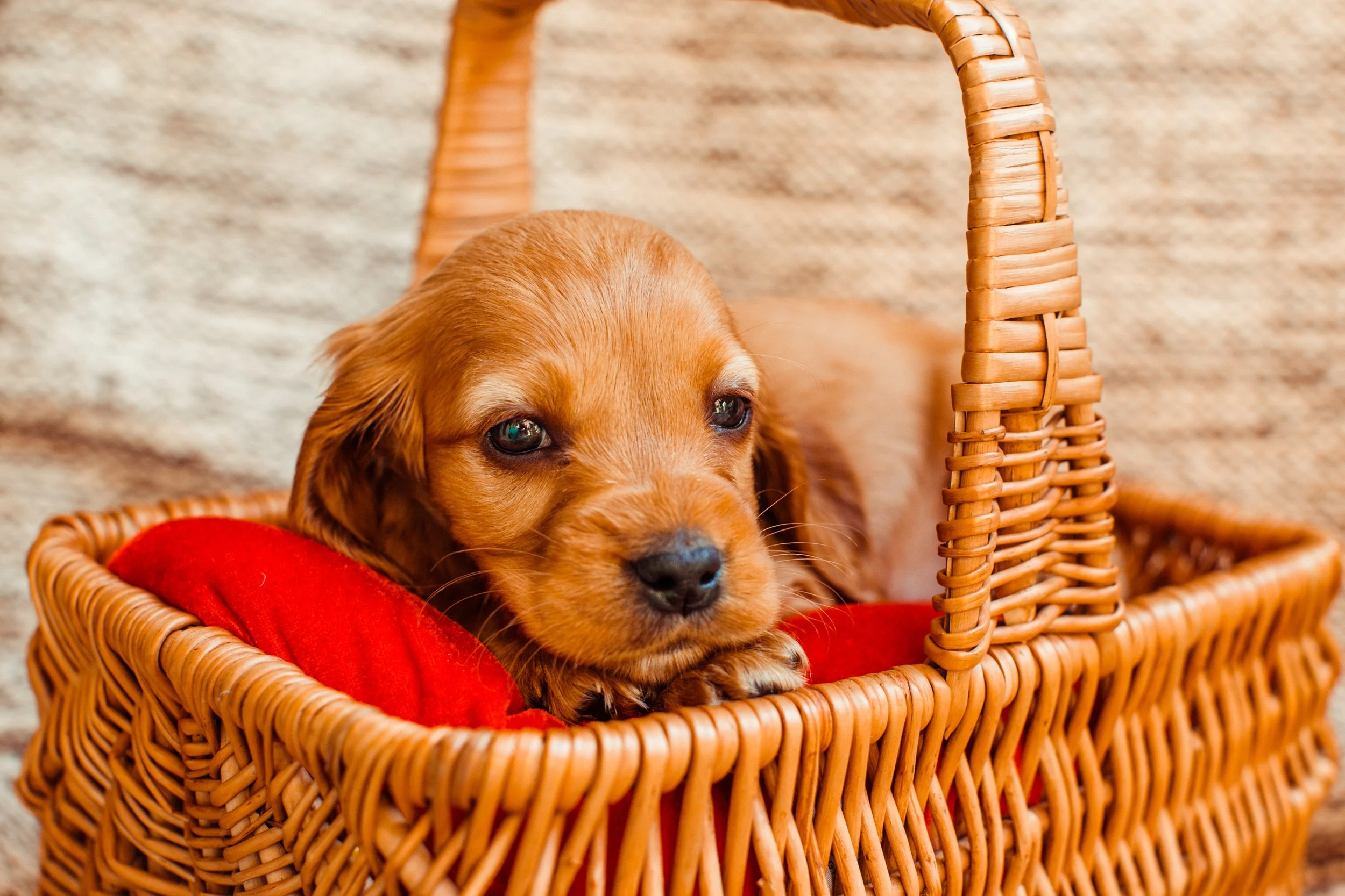 A brown puppy lying in a wicker basket with a red cushion, on a beige carpeted floor.