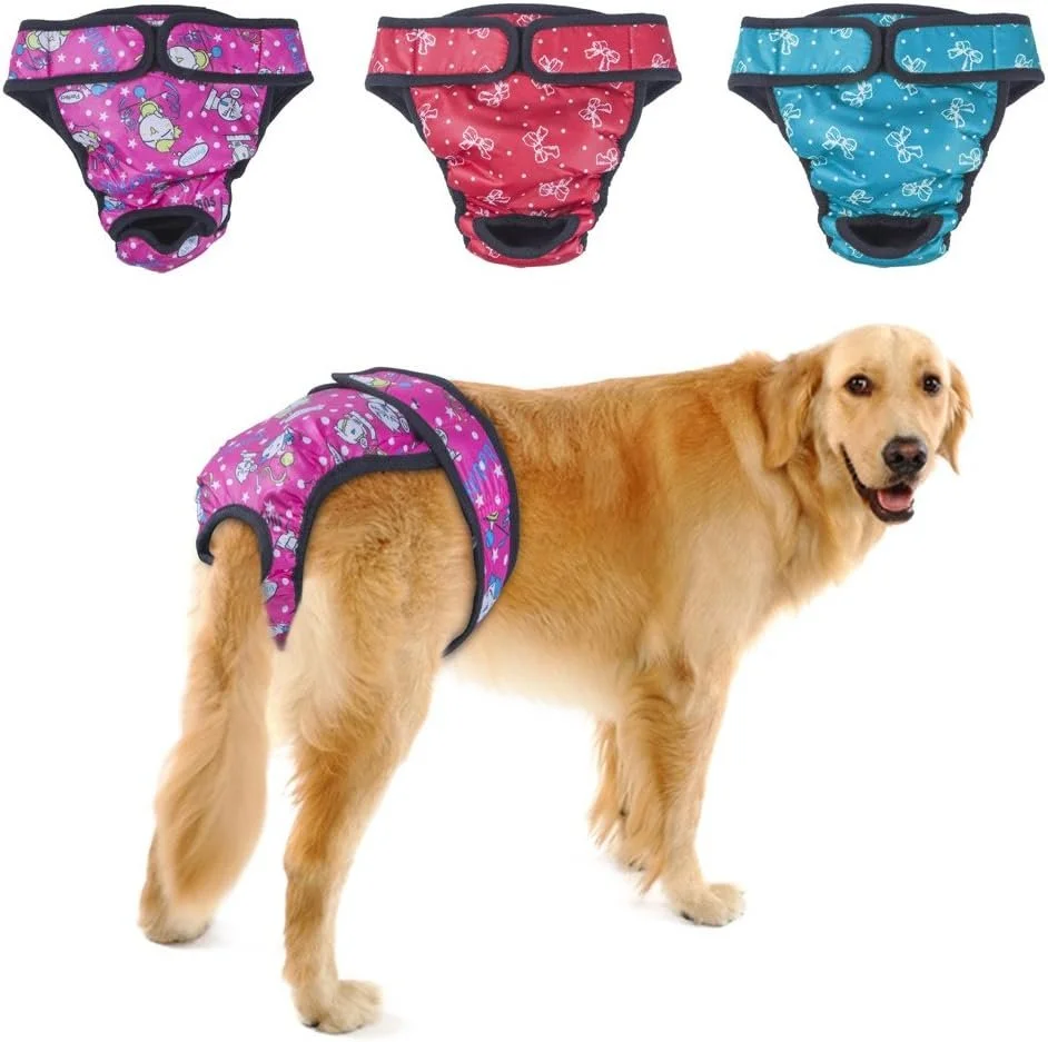 A golden retriever wearing a pink dog diaper with a purple pattern. Three additional dog diapers in pink, red, and blue with various patterns are displayed above the dog.