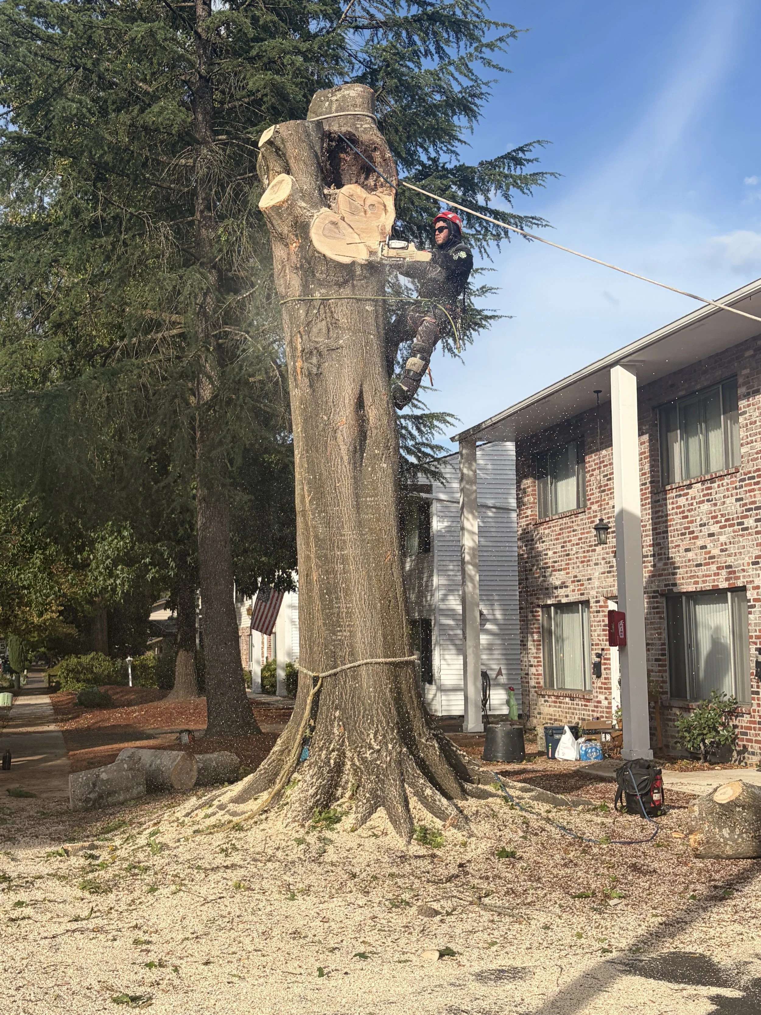 Angel cuts down big oak near buildings