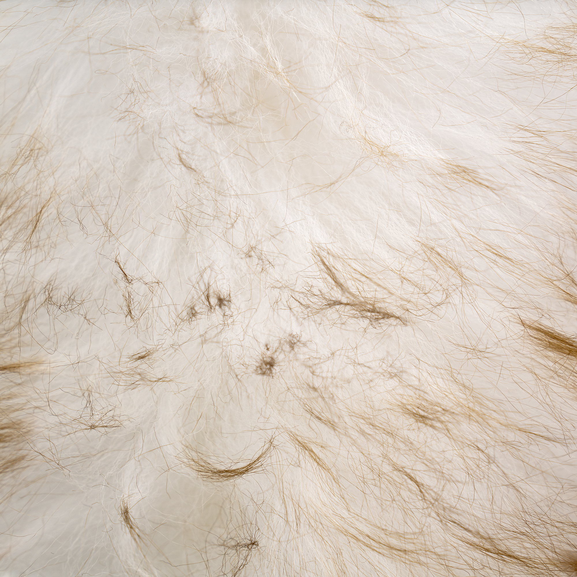 CGJ08078 texture.png