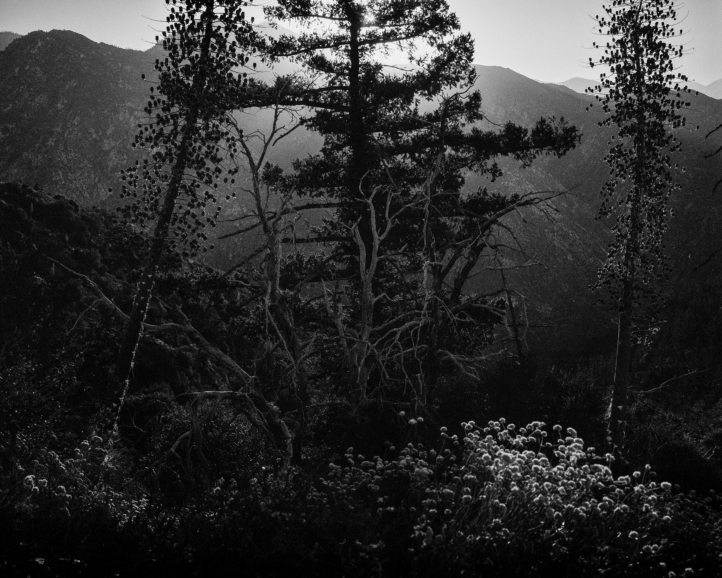 aliascan_01.23.25-3.1_1200ppi-Edit-2 copy.jpg