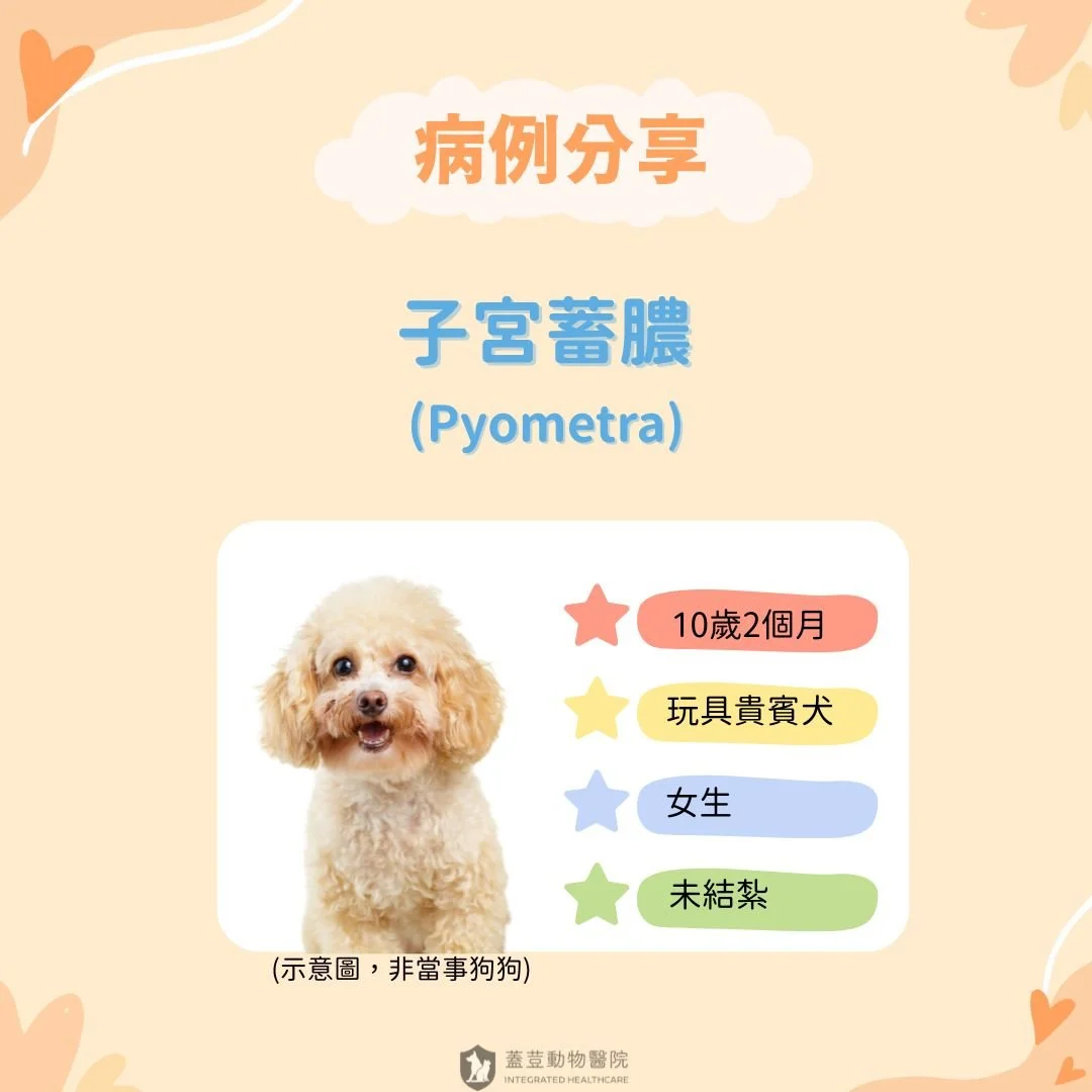 【病例分享】
​
🌟子宮蓄膿〡Pyometra🌟
​
家家有本難念的經。
「欸欸欸，怎麼辦，我老公一直不同意我帶家的母貓去絕育耶，雖然我找了很多關於子宮蓄膿的資料給他看，但他還是覺得那是獸醫師為了想多賺一點錢，想出來嚇唬主人的賺錢手法。」
以上是荳編的朋友前陣子的煩惱。
​
荳編不知道朋友的老公為什麼會有這樣的想法，但荳編知道的是，從去年蓋荳開業以來，我們真的幾乎【每個月】都會接到因為子宮蓄膿而需要移除子宮卵巢的毛寶貝耶，原本很愛吃糯米腸的荳編，在看了一堆子宮蓄膿的照片之後，最近真的是對糯米