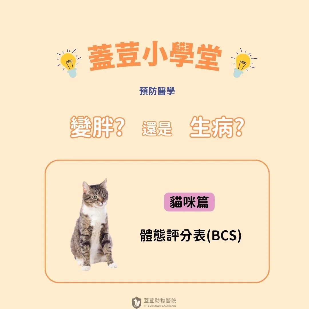 【蓋荳小學堂】
​
🌟【貓咪篇】體態評分表(BCS) 〡 變胖，還是生病了? 🌟
​
延續昨天的主題，今天來到貓咪篇~
​
🌼關於體態評分表(BCS):
​
體態評分表(BCS)，全名為Body Condition Score。
本篇採用的是WSAVA(世界小動物獸醫協會)所製作的版本。
在這個評分表當中，透過觸摸&amp;觀察狗狗的【肋骨、脊椎骨、腹脅部、臀部(髂骨)】，
總共可以得到 ➡︎➡︎➡︎
​
🐾三個分級: 

低於理想體態 ➡︎ 過瘦
理想體態 ➡︎ 正常
高於理想體態 ➡