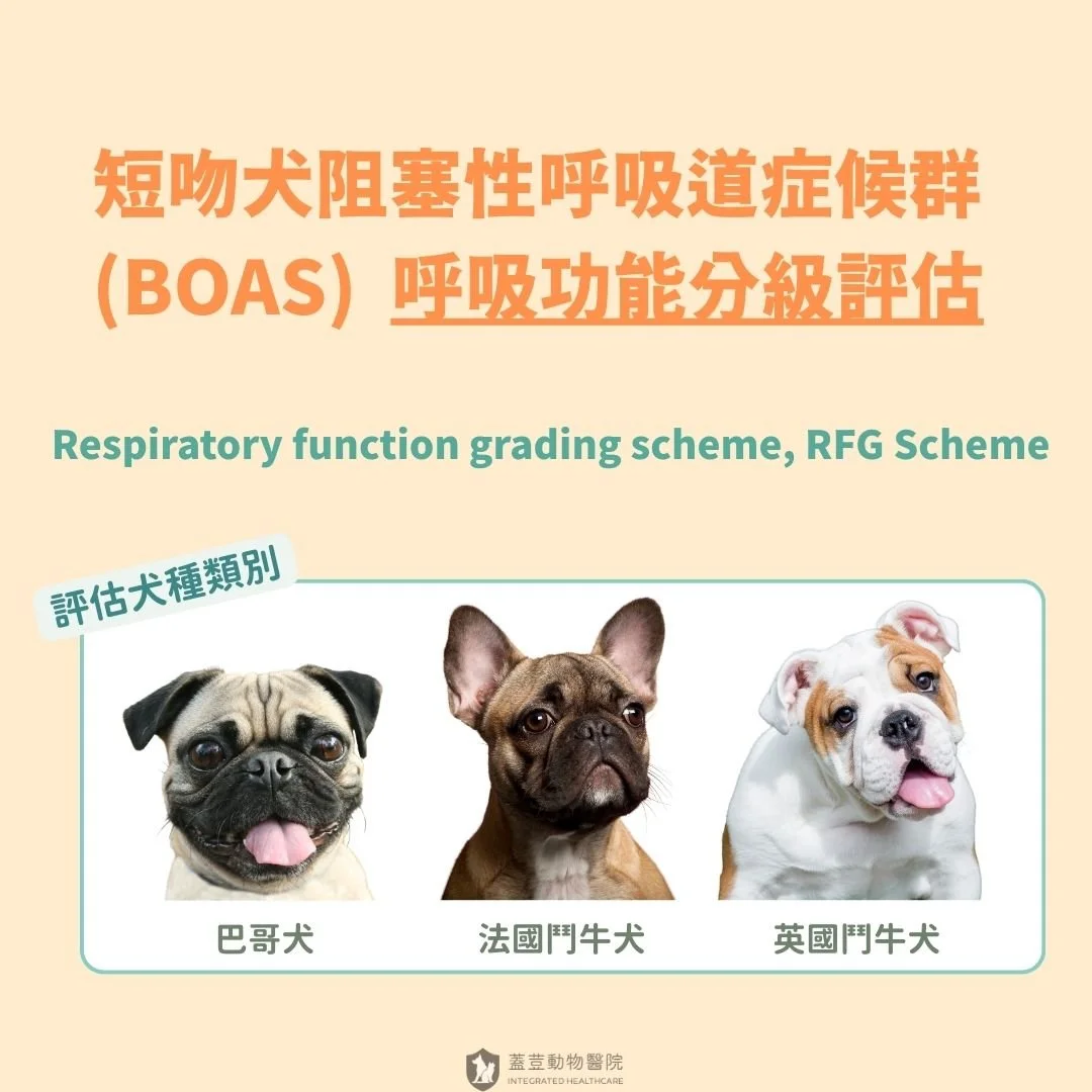 🌟短吻犬阻塞性呼吸道症候群-呼吸功能分級評估🌟
 Respiratory function grading scheme, RFG Scheme(簡稱RFG)
​
​
🌼什麼是短吻犬阻塞性呼吸道症候群（Brachycephalic Objective Airway Syndrome, BOAS）?
​
提到可愛的法國鬥牛犬，你/妳的腦海中是不是浮現出牠扁扁卻又寬大的頭部，以及比一般狗狗更短、看起來很可愛的鼻子? 這樣的特徵，就是我們所謂的 【短吻犬】。
​
在他們可愛外表的背後，潛藏的是鼻