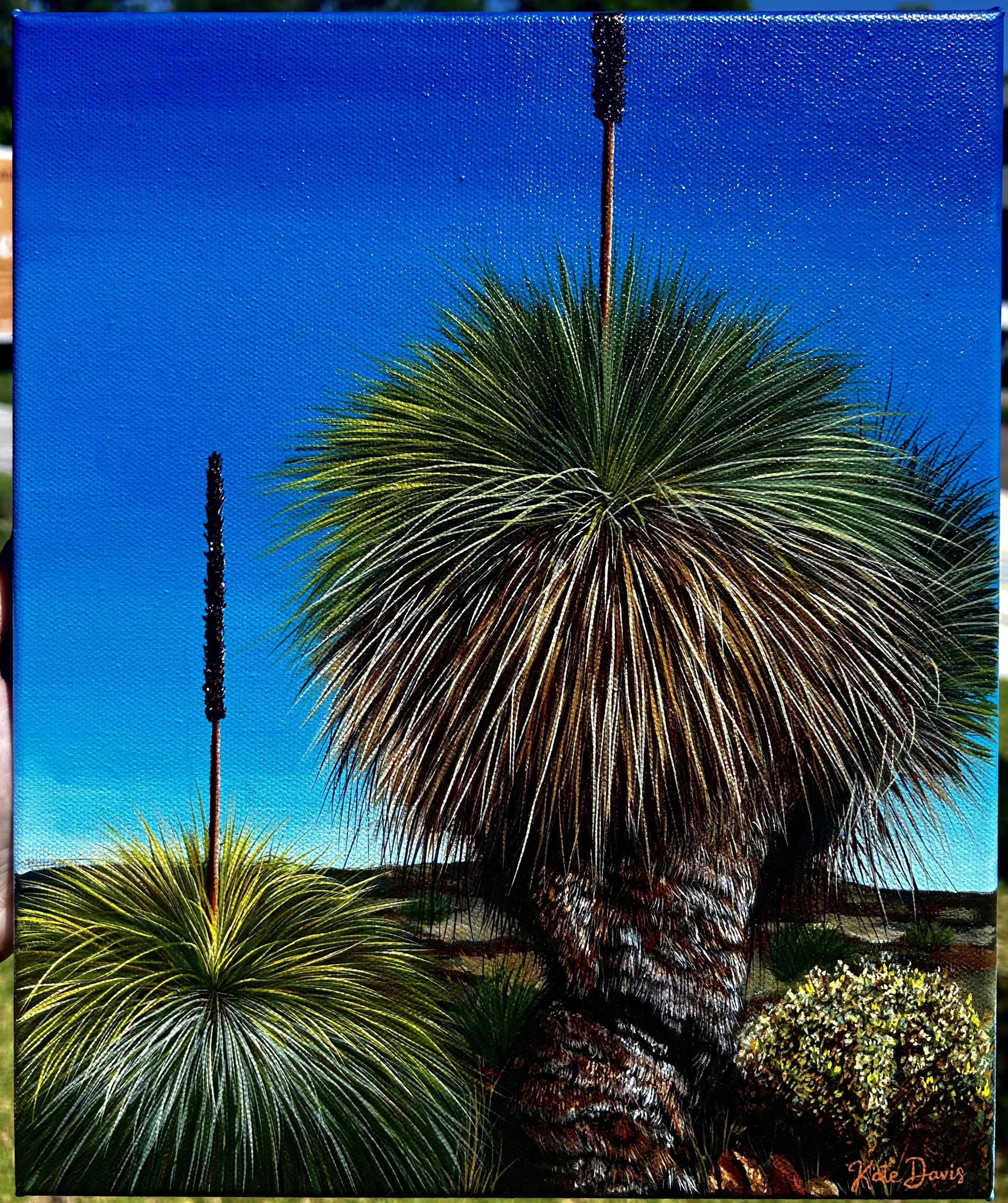 Xanthorrhoea's of Kangaroo Island.jpeg