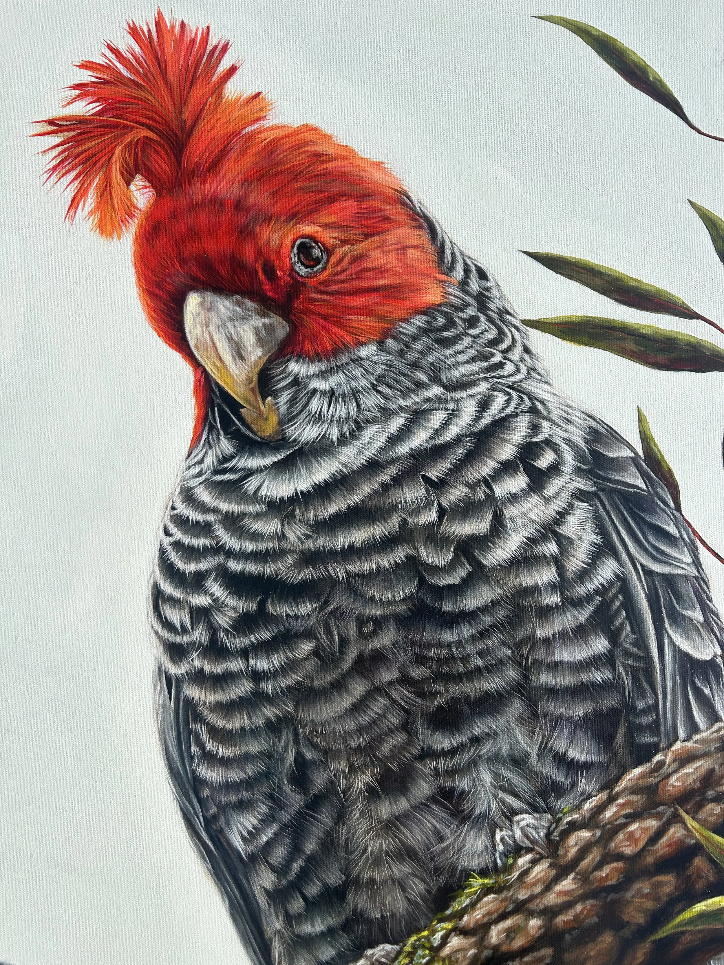 NATIVE BIRDS