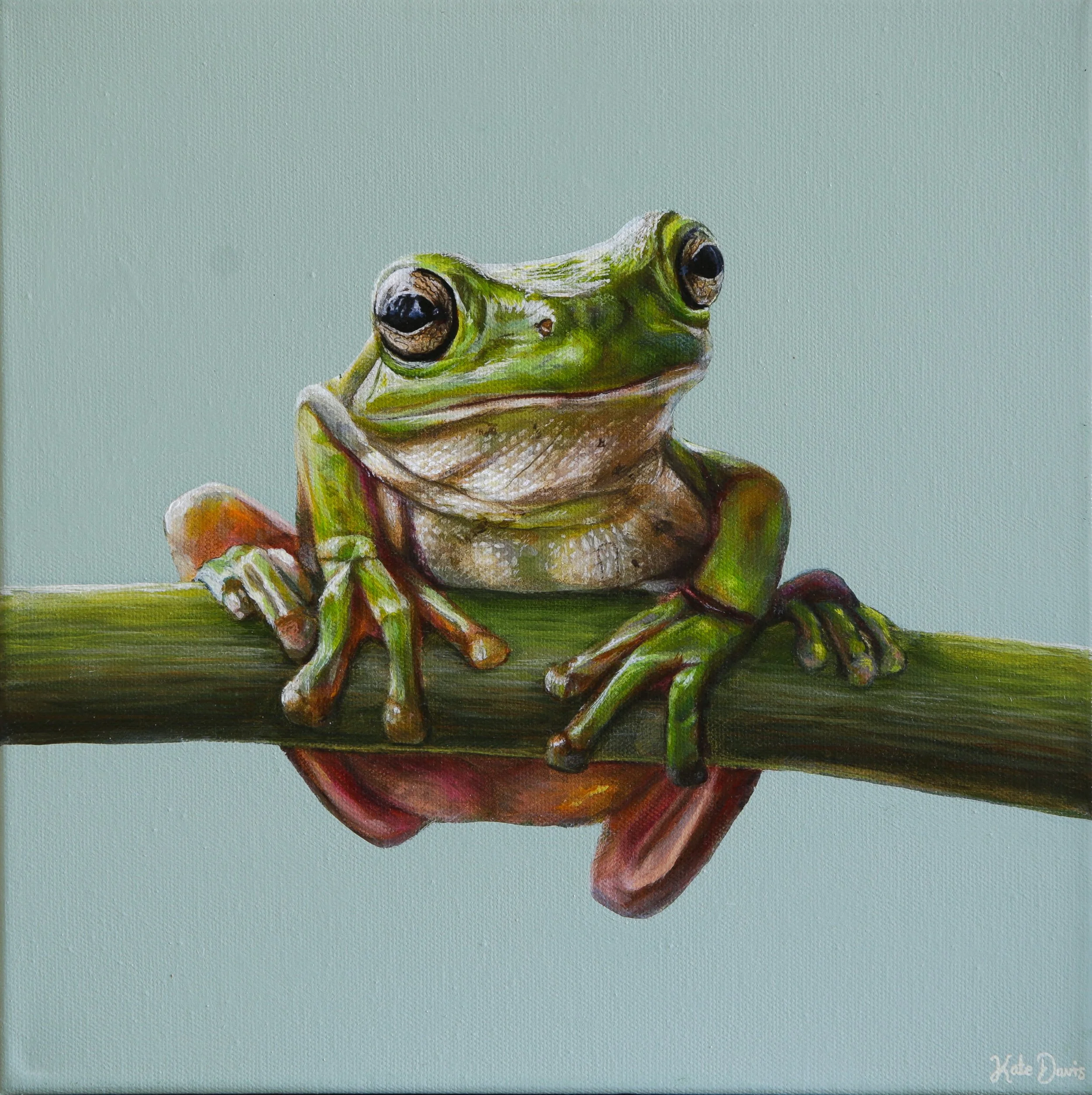 NIGEL THE GREEN TREE FROG