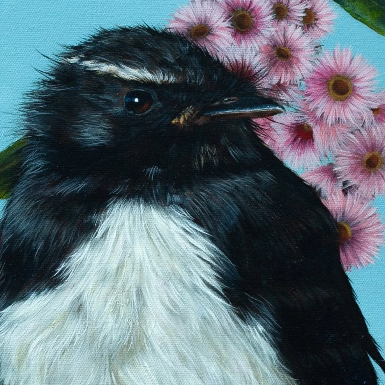 Willy%2BWagtail.webp