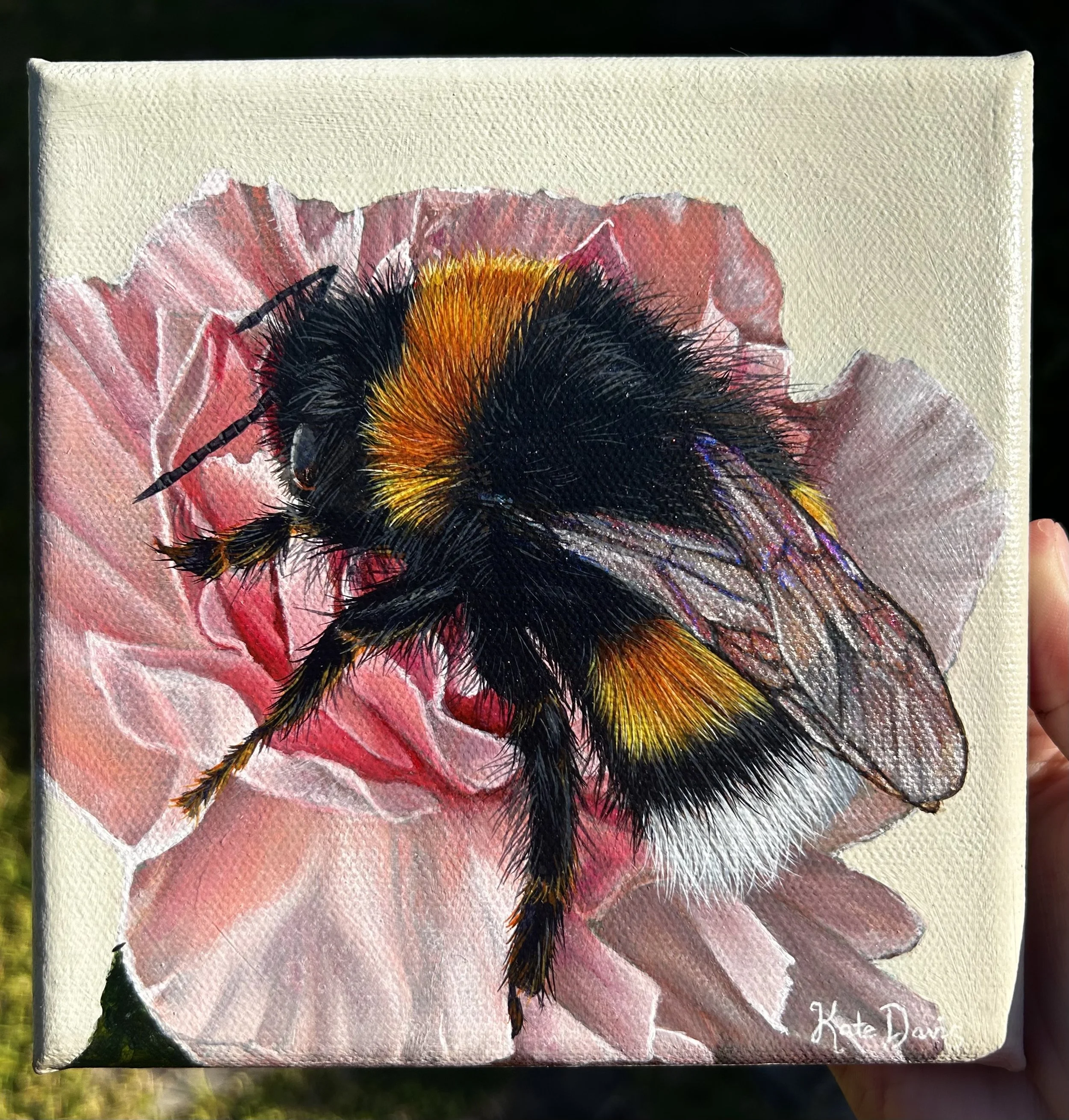 "Fluff and Nectar" (SOLD)     15.24 x 15.24 cm, acrylic on canvas, framed. AUD $200
