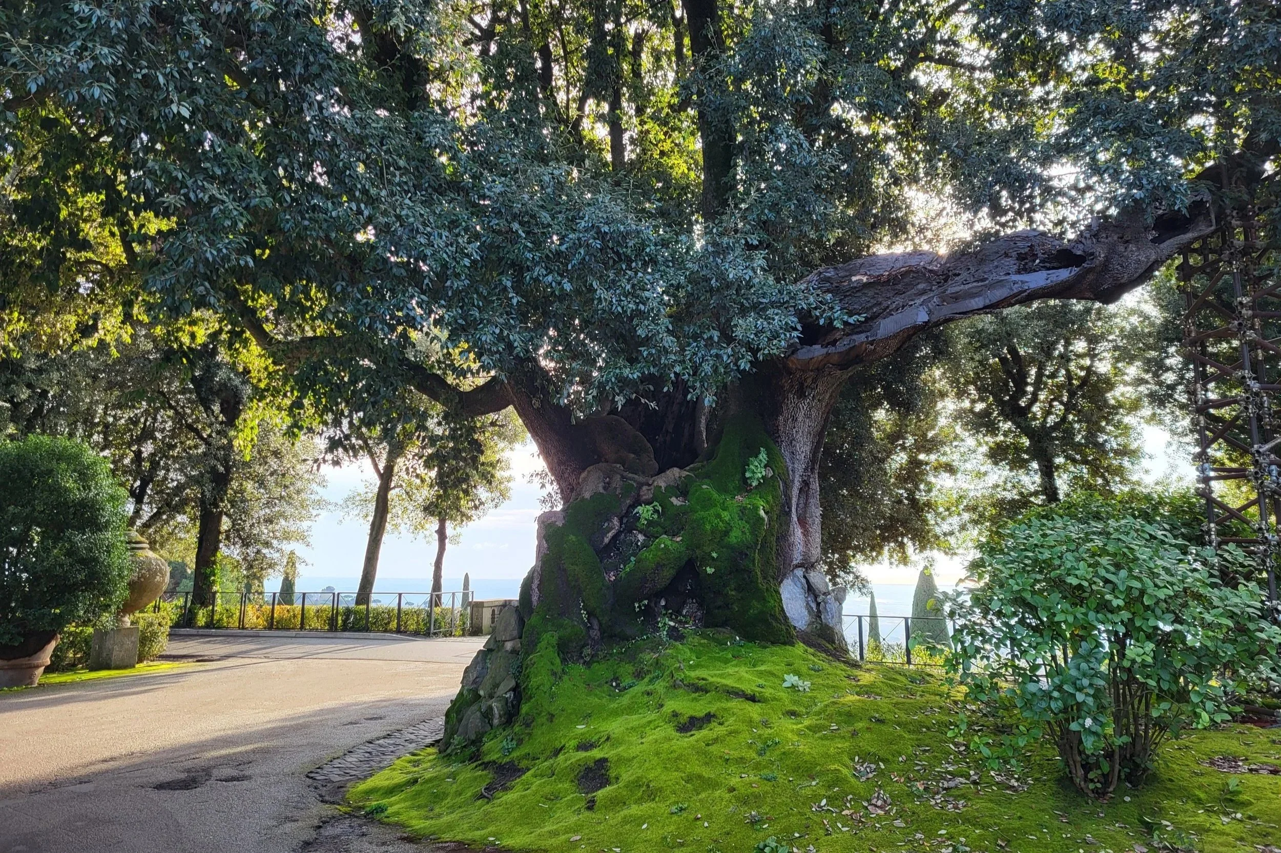 800 year old tree at Borgo Laudato Si’