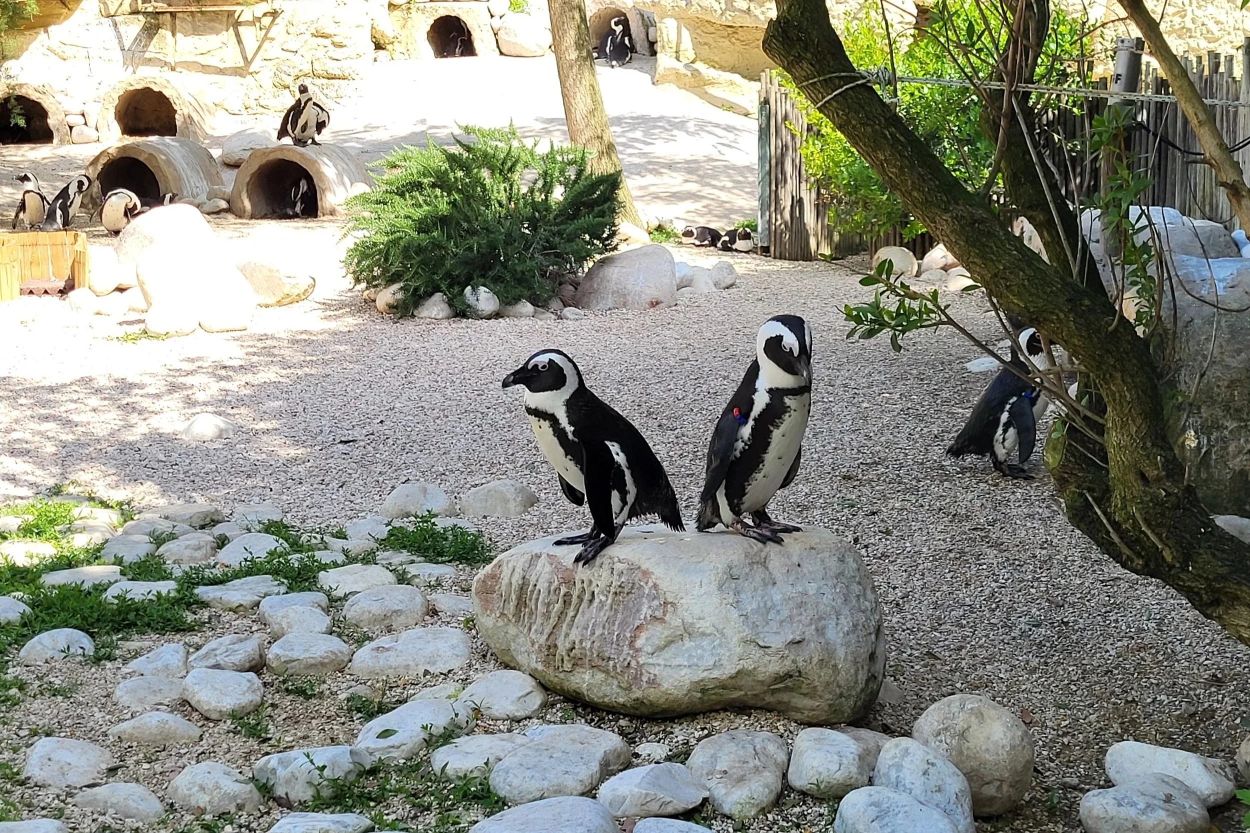 Two penguins on a rock in the zoo in Rome