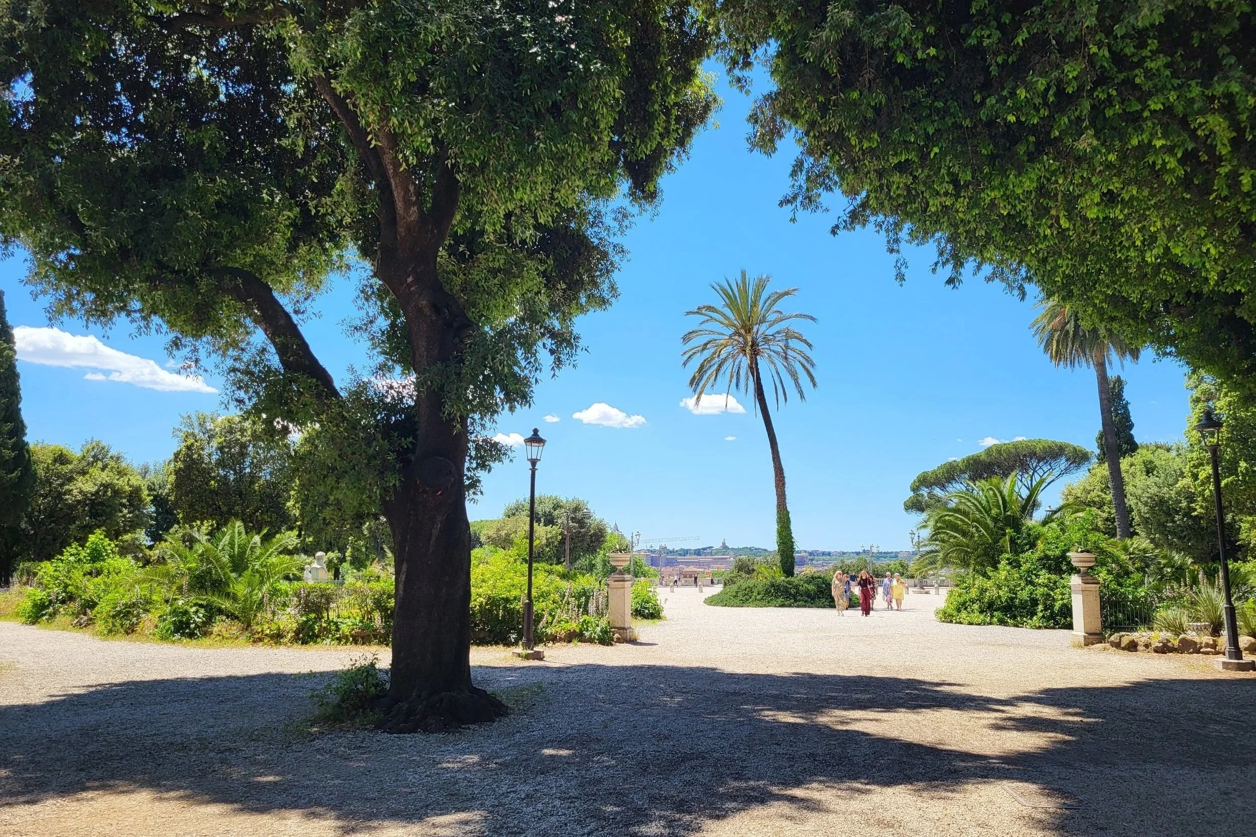 Palmtree in Villa Borghese Rome