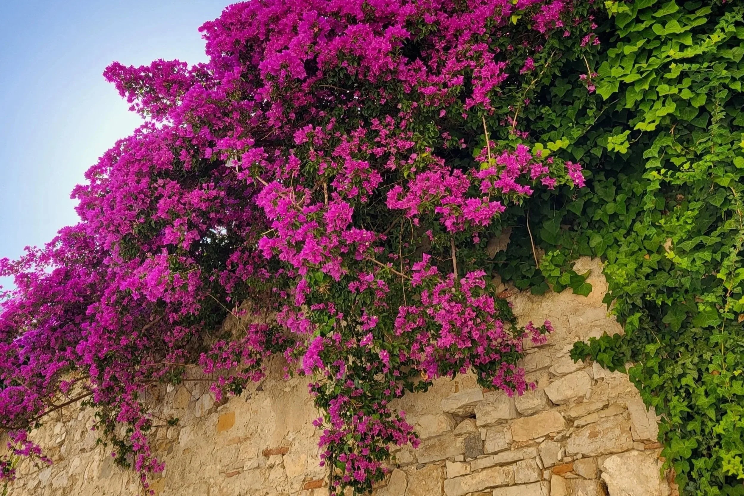 Purple flowers against a wall in Gaeta Italy