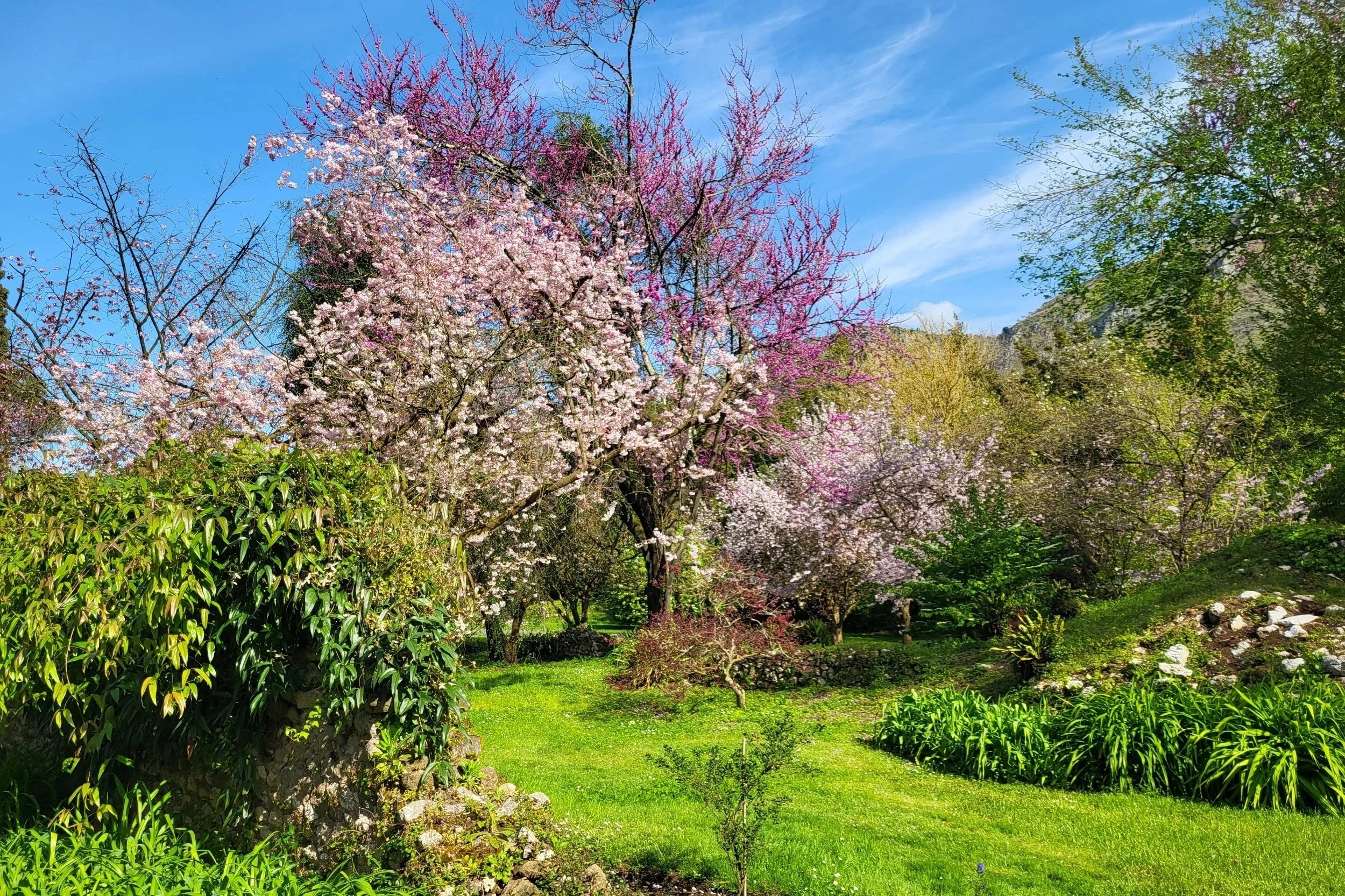 Spring blossoms in Giardino di Ninfa garden Italy