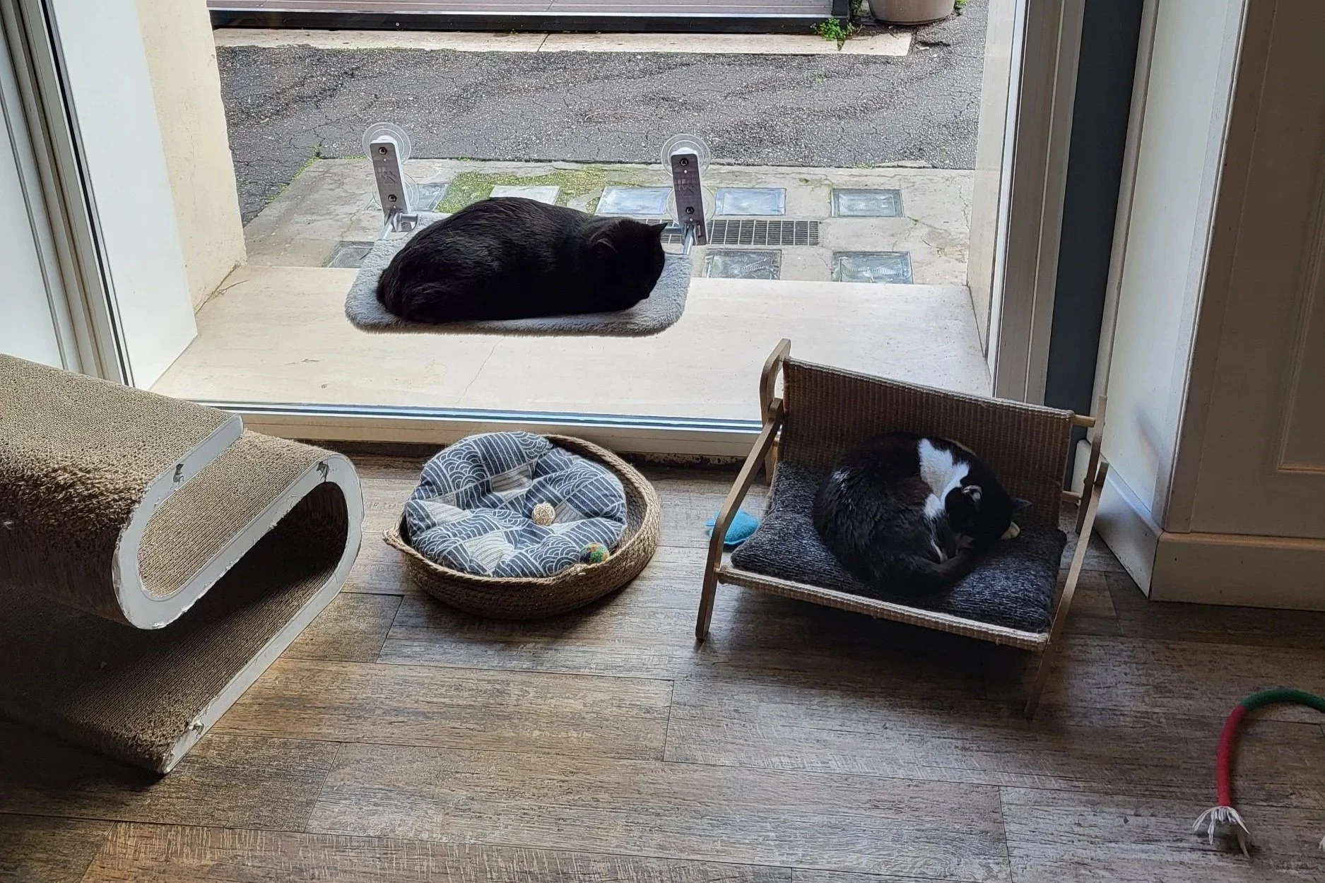 Two cats sleeping at Romeow cat bistrot