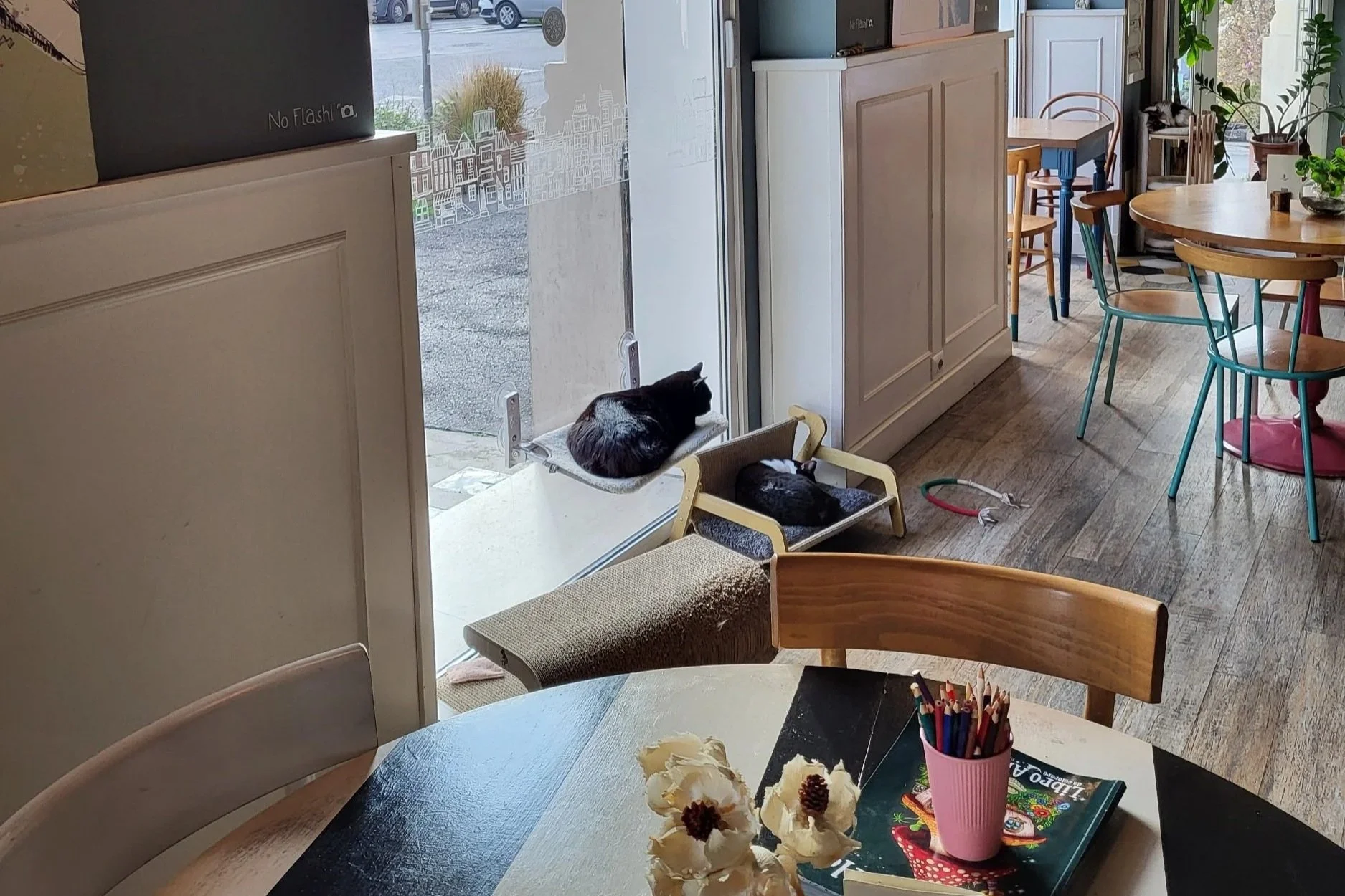 Sleeping cats at Romeow Cat Bistrot