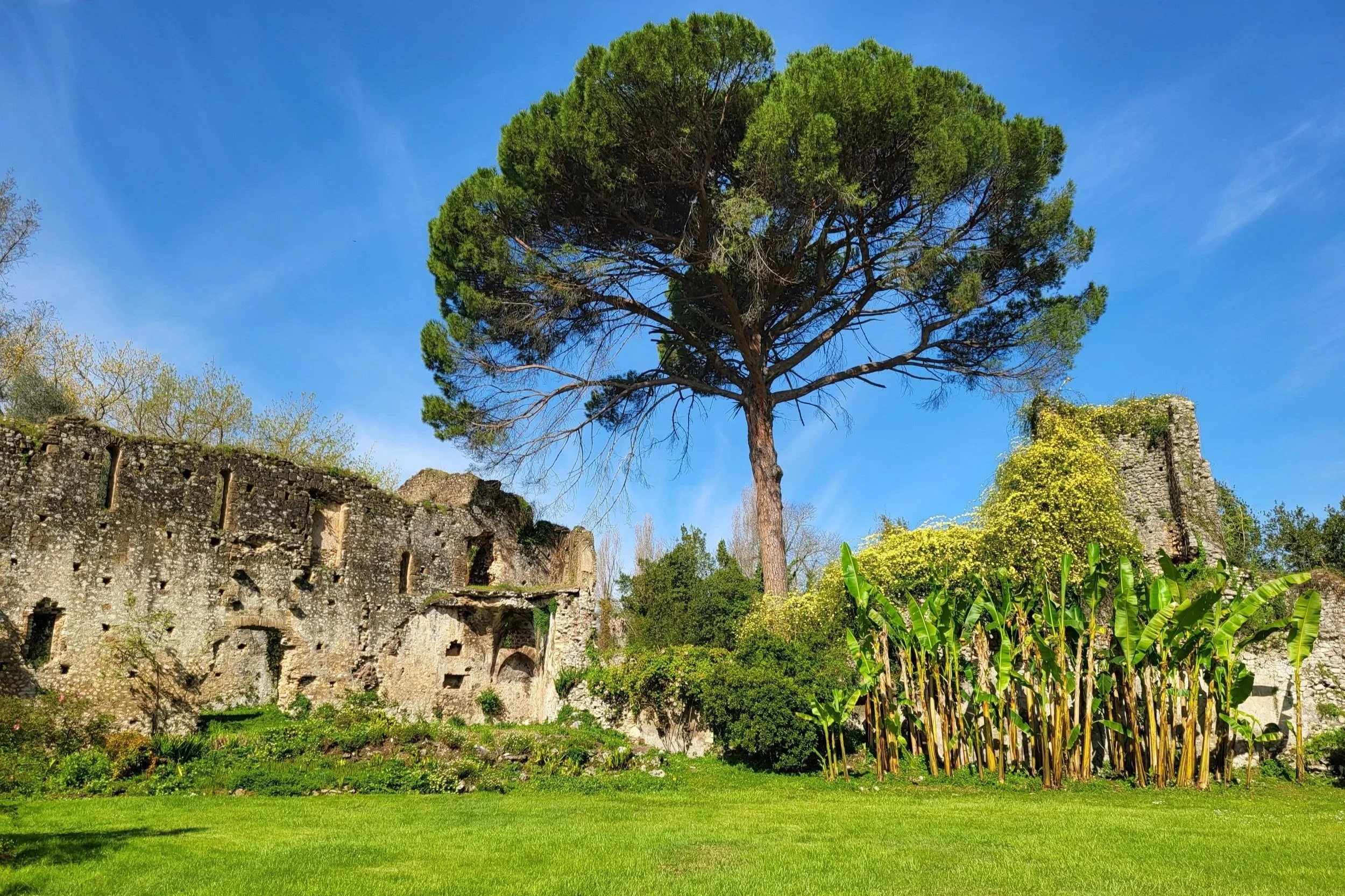 Tropical banana plants in Giardino di Ninfa near Rome