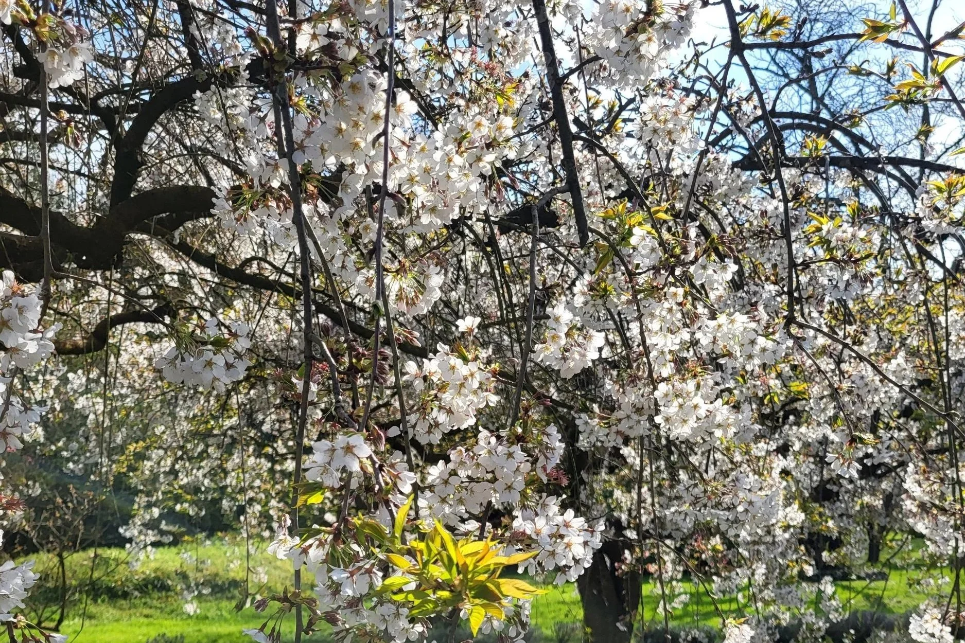 White blossoms on a tree in giardino di Ninfa