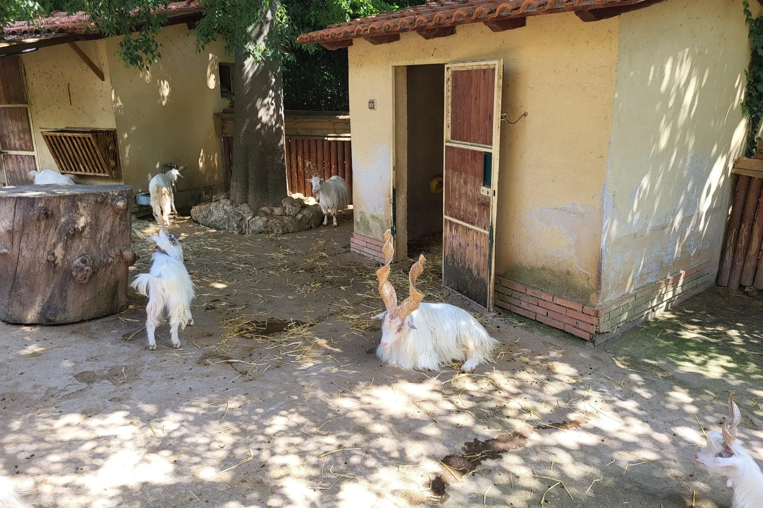 Goats in the zoo in Rome
