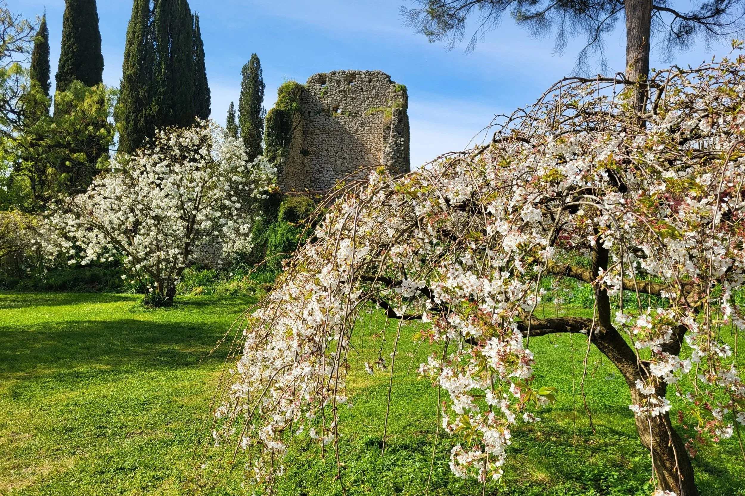 Blossoming trees in front of ancient ruins Giardino di Ninfa