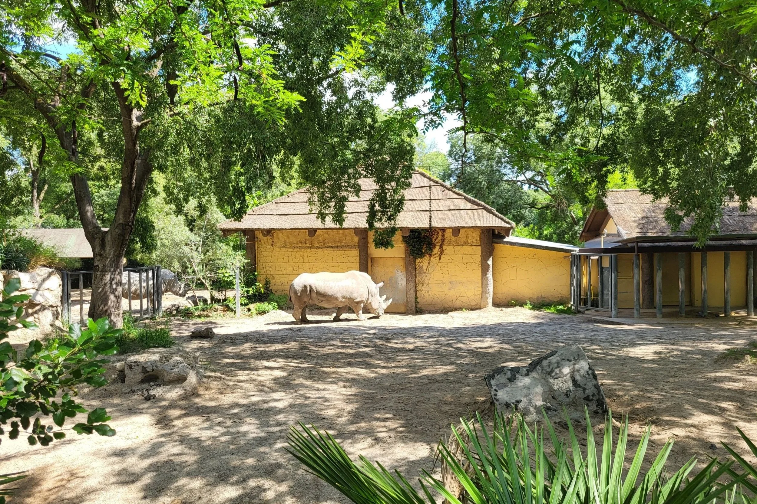 Rhino in Bioparco di Roma