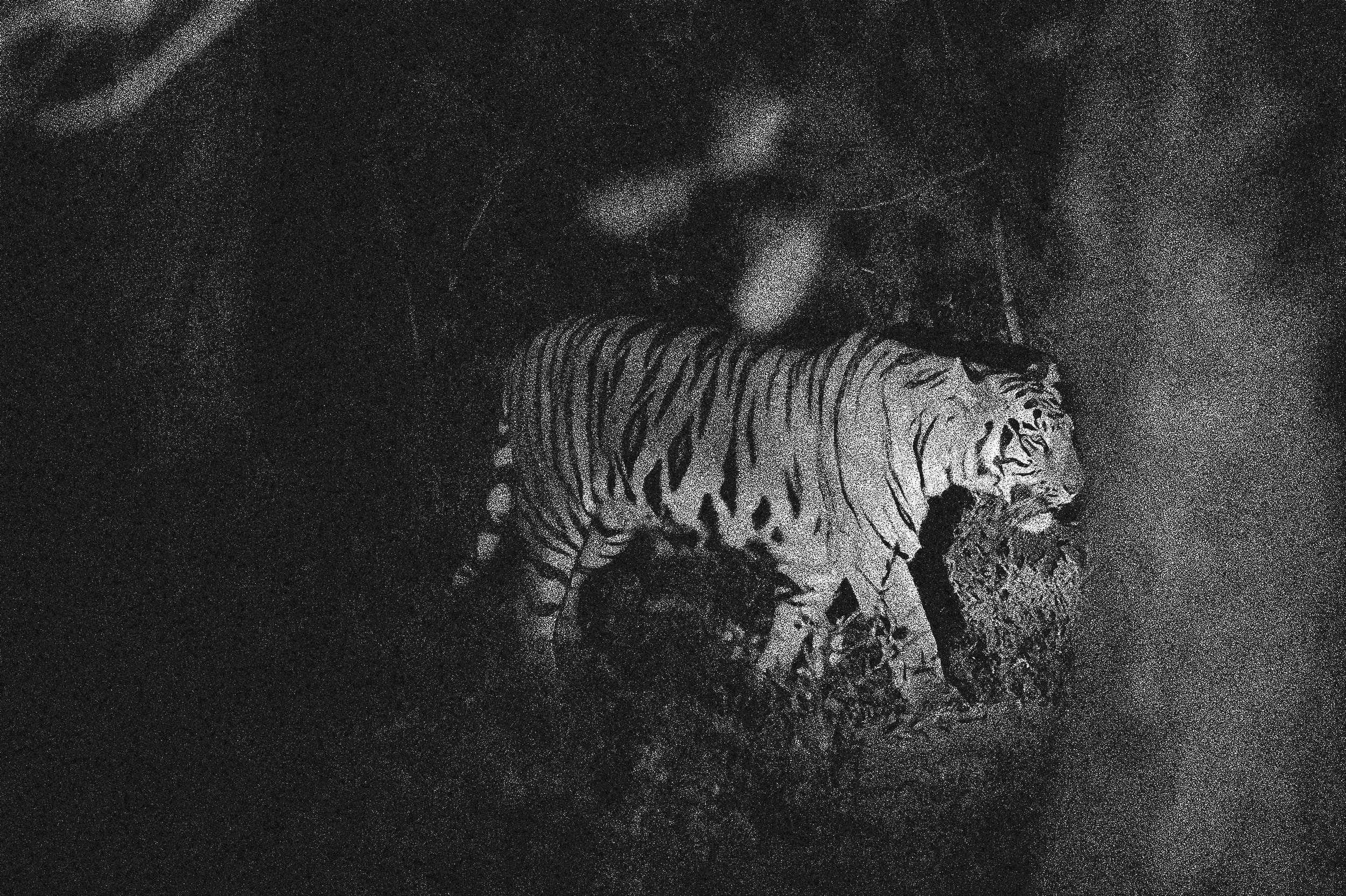 Night-Safari-1-1 1 copy.jpg