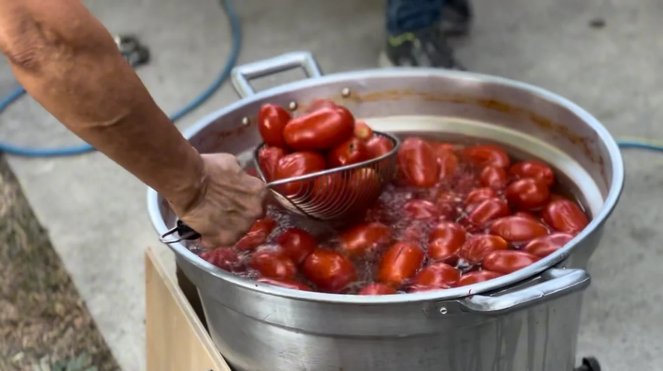 A person using a metal strainer to scoop fresh tomatoes from a large stainless steel container filled with boiling water, outdoors on a concrete surface.