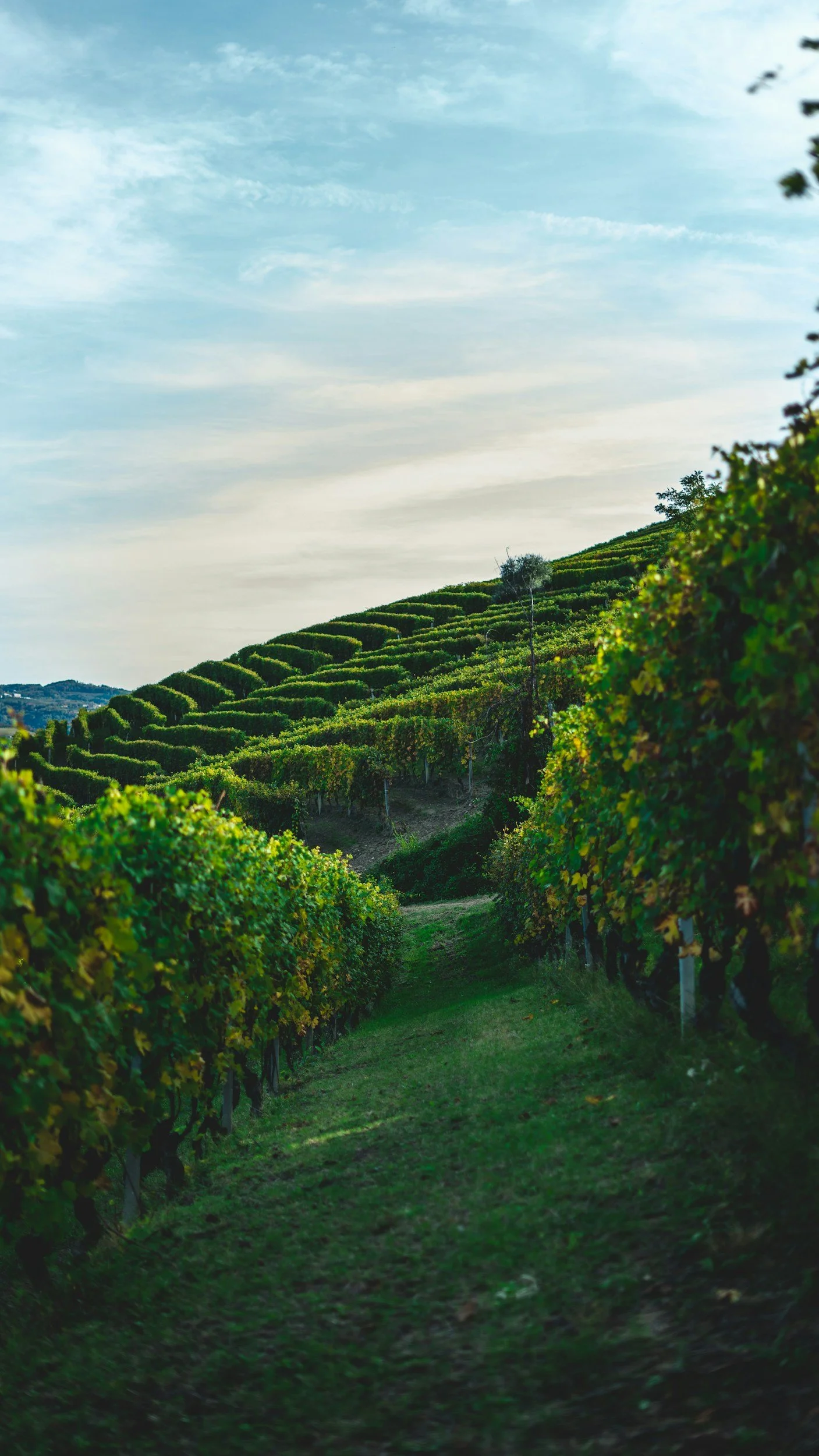 mas rentals in provence vineyard