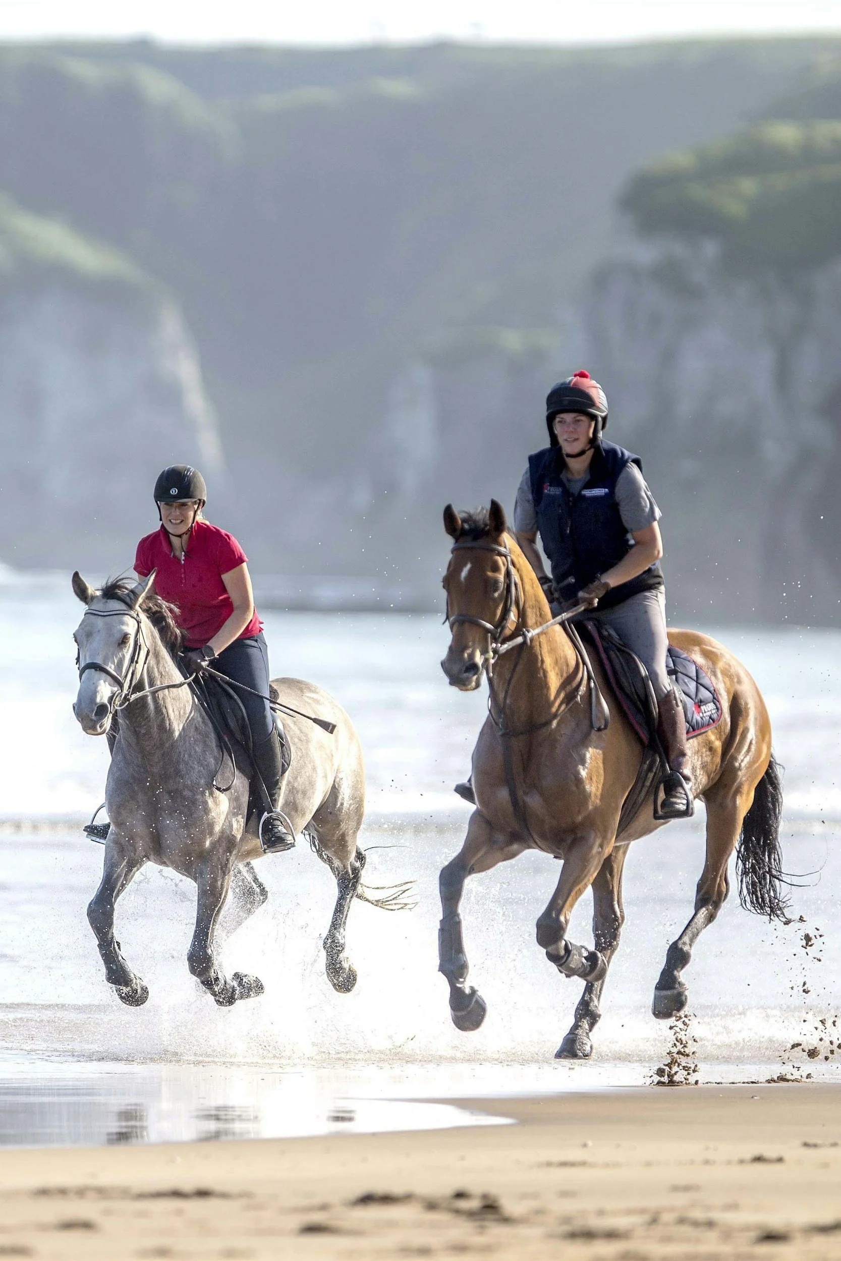 horse in normandy