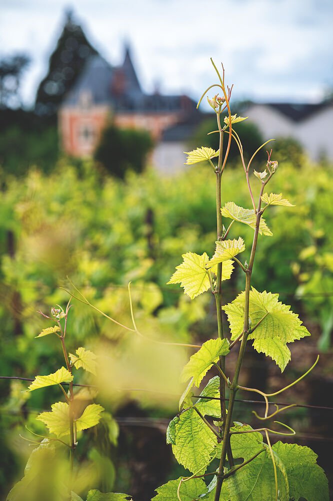 luxury villa rentals burgundy vineyard